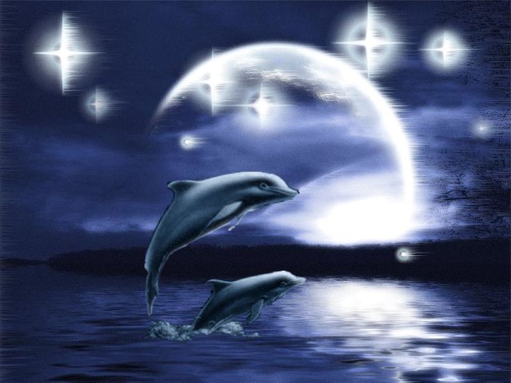 foto di carta da parati,delfino,delfino comune dal becco corto,delfino tursiope,delfino di tursiope comune,mammifero marino