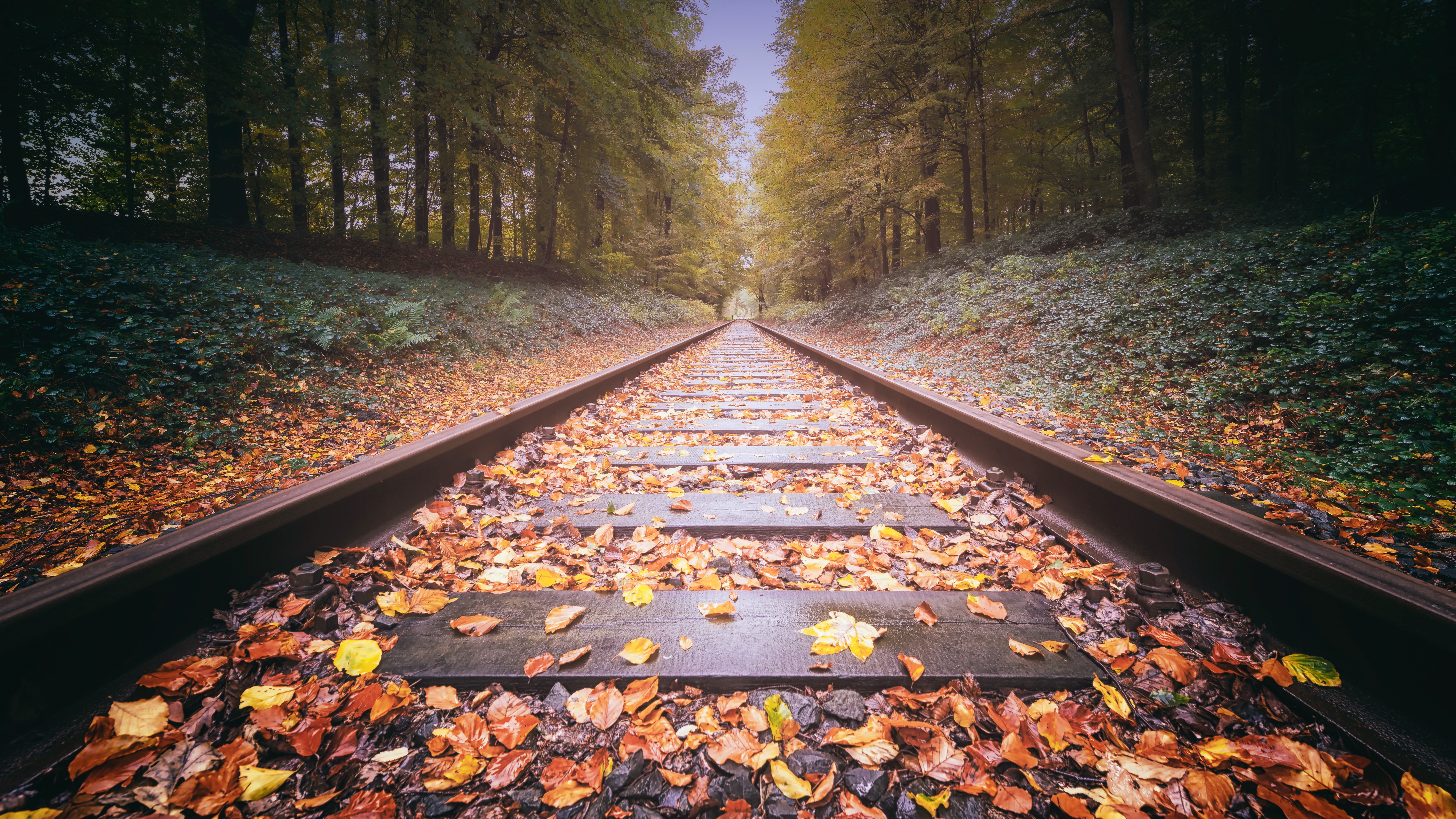 hd fotogalerie wallpaper,blatt,herbst,natürliche landschaft,baum,spur