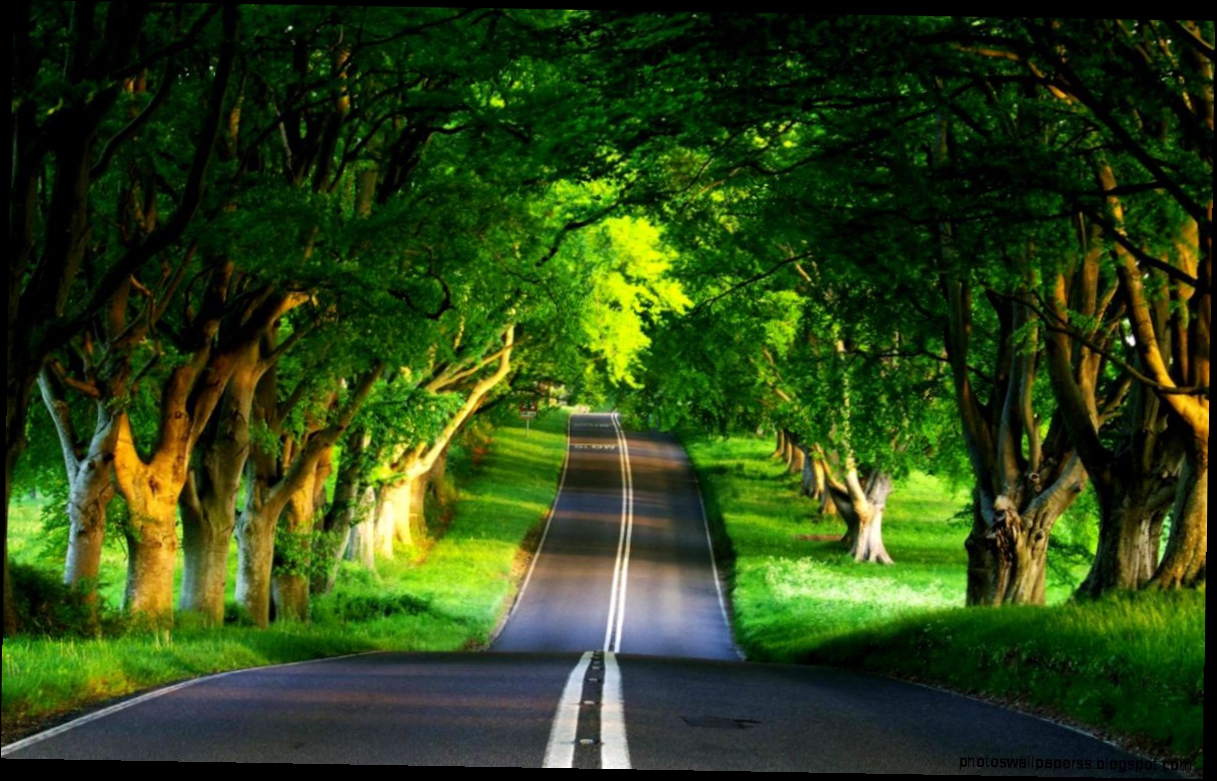 galleria di foto hd wallpaper,paesaggio naturale,natura,verde,albero,leggero