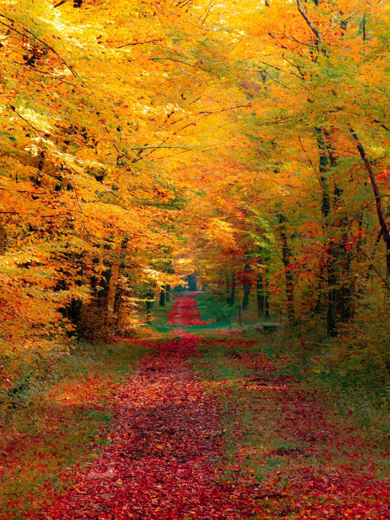 tapetenfoto tapetenfoto,natürliche landschaft,natur,baum,blatt,herbst