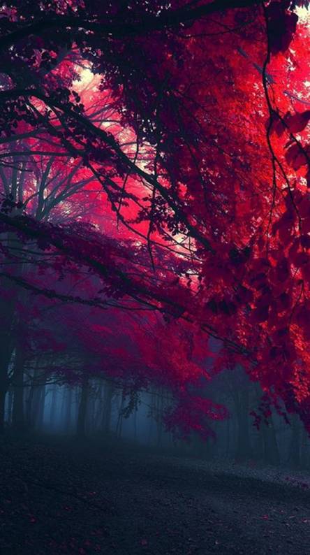 wallpaper photo wallpaper photo,red,sky,nature,purple,red sky at ...