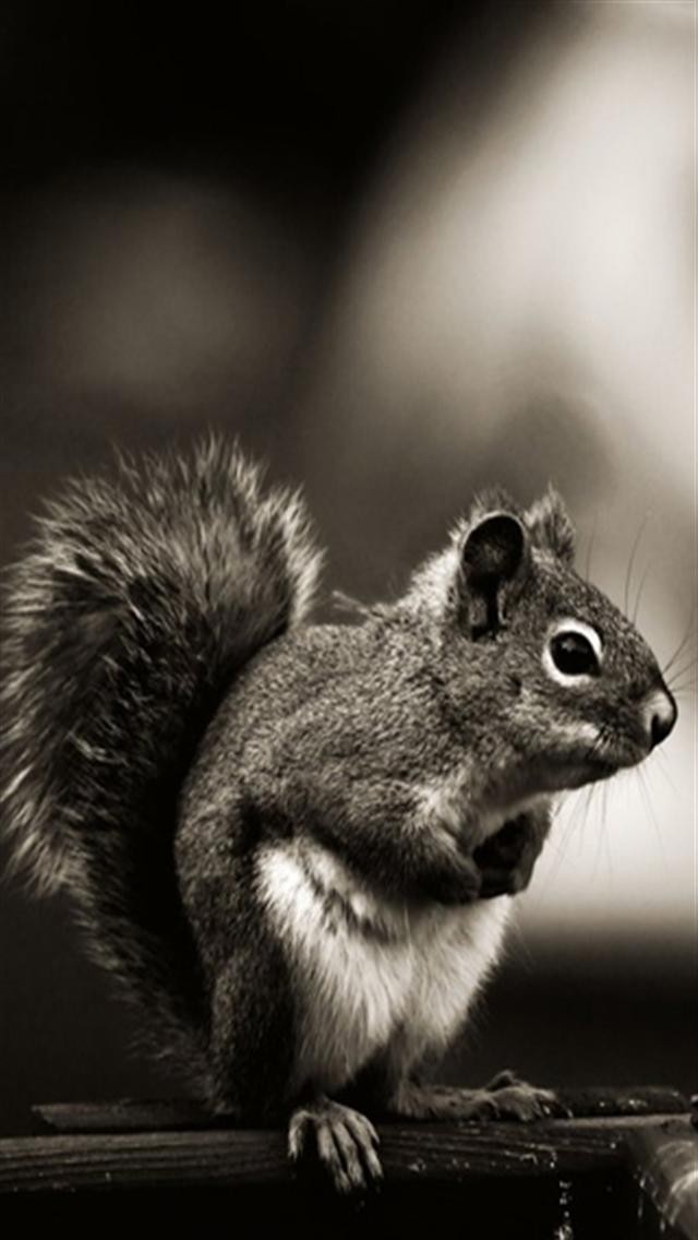 tapetenfoto tapetenfoto,eichhörnchen,schwarz und weiß,nagetier,fuchs eichhörnchen,schnauze