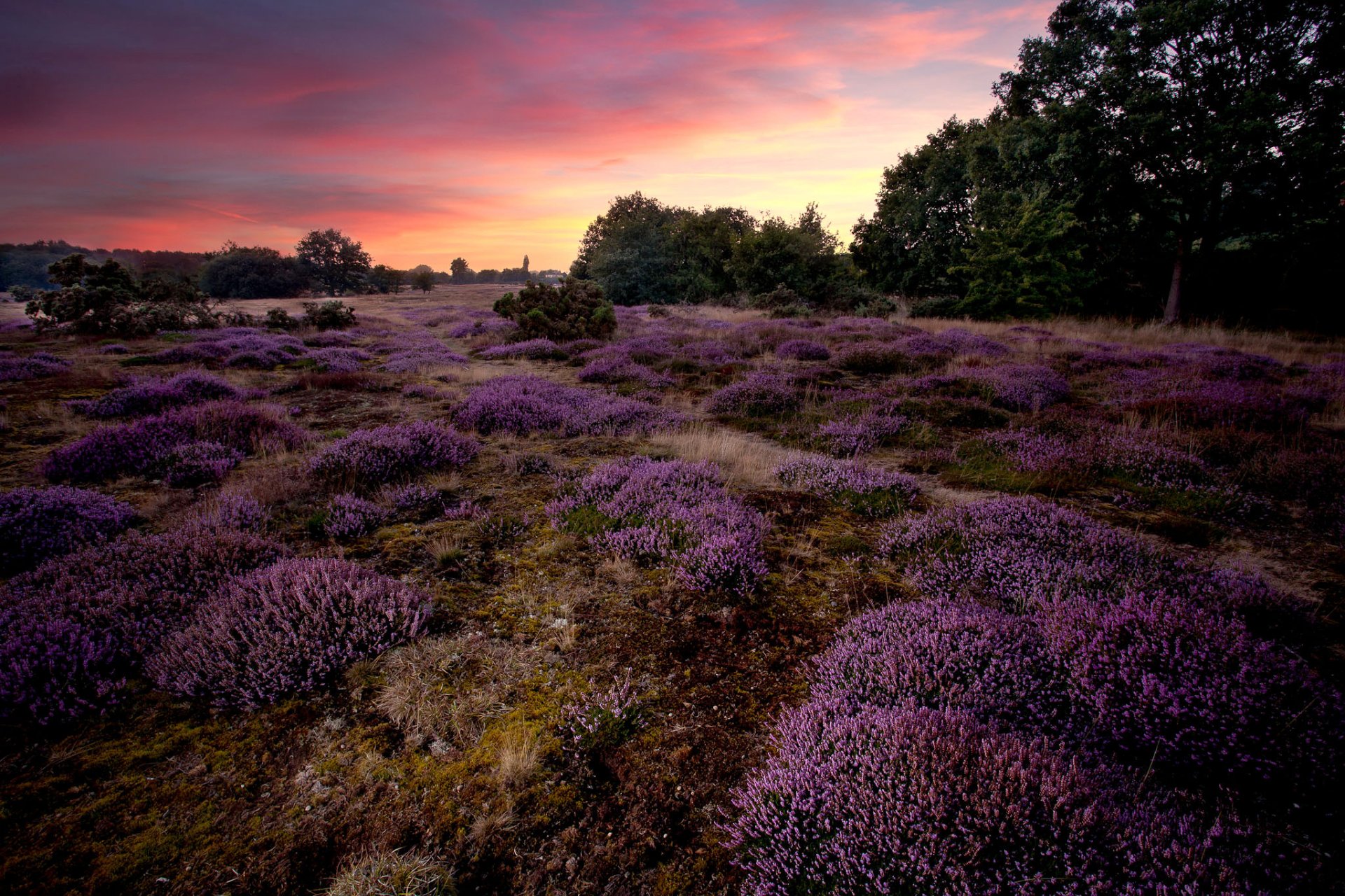 foto de fondo de pantalla foto de fondo de pantalla,lavanda,paisaje natural,naturaleza,púrpura,cielo