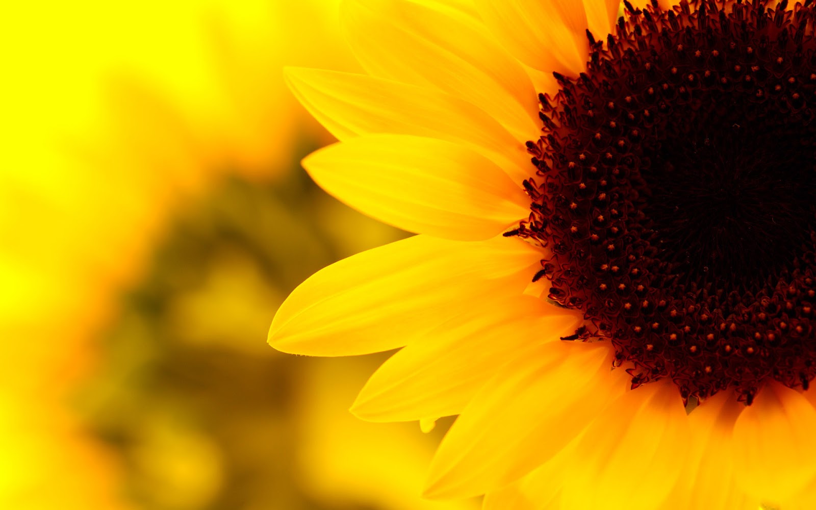 wallpaper para notebook,sunflower,flower,yellow,petal,sky