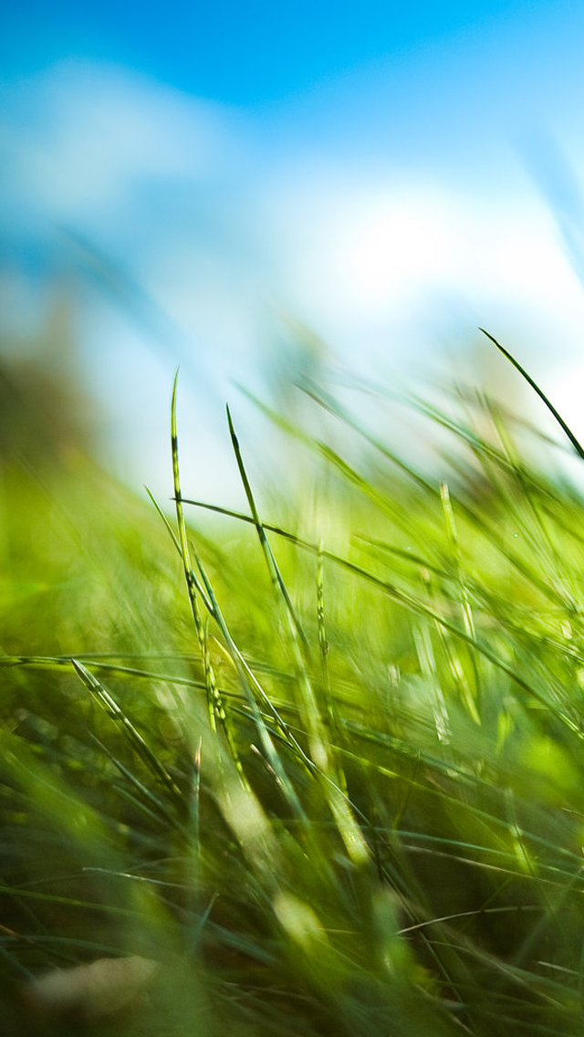 fondos tapete hd,natur,gras,grün,wasser,natürliche landschaft