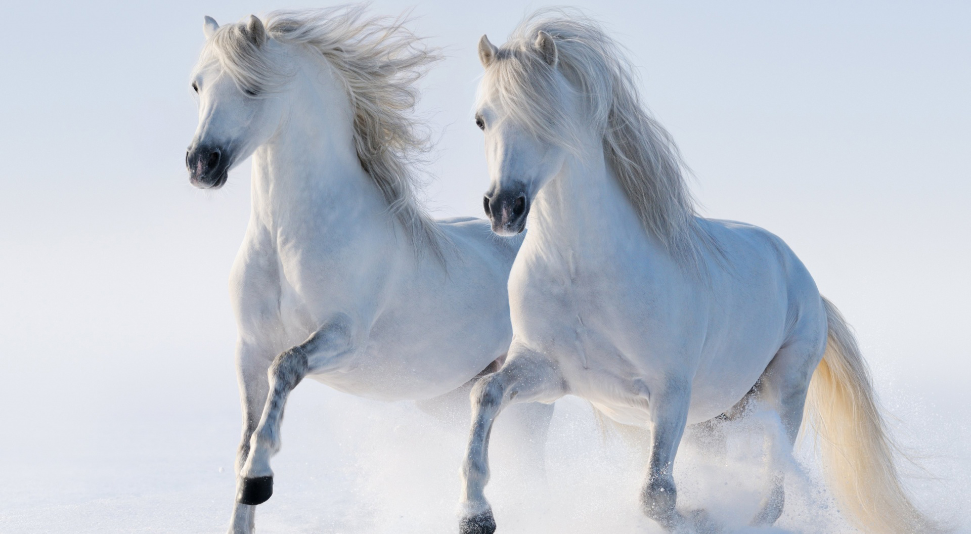 fondos fond d'écran hd,cheval,crinière,étalon,figure animale,jument