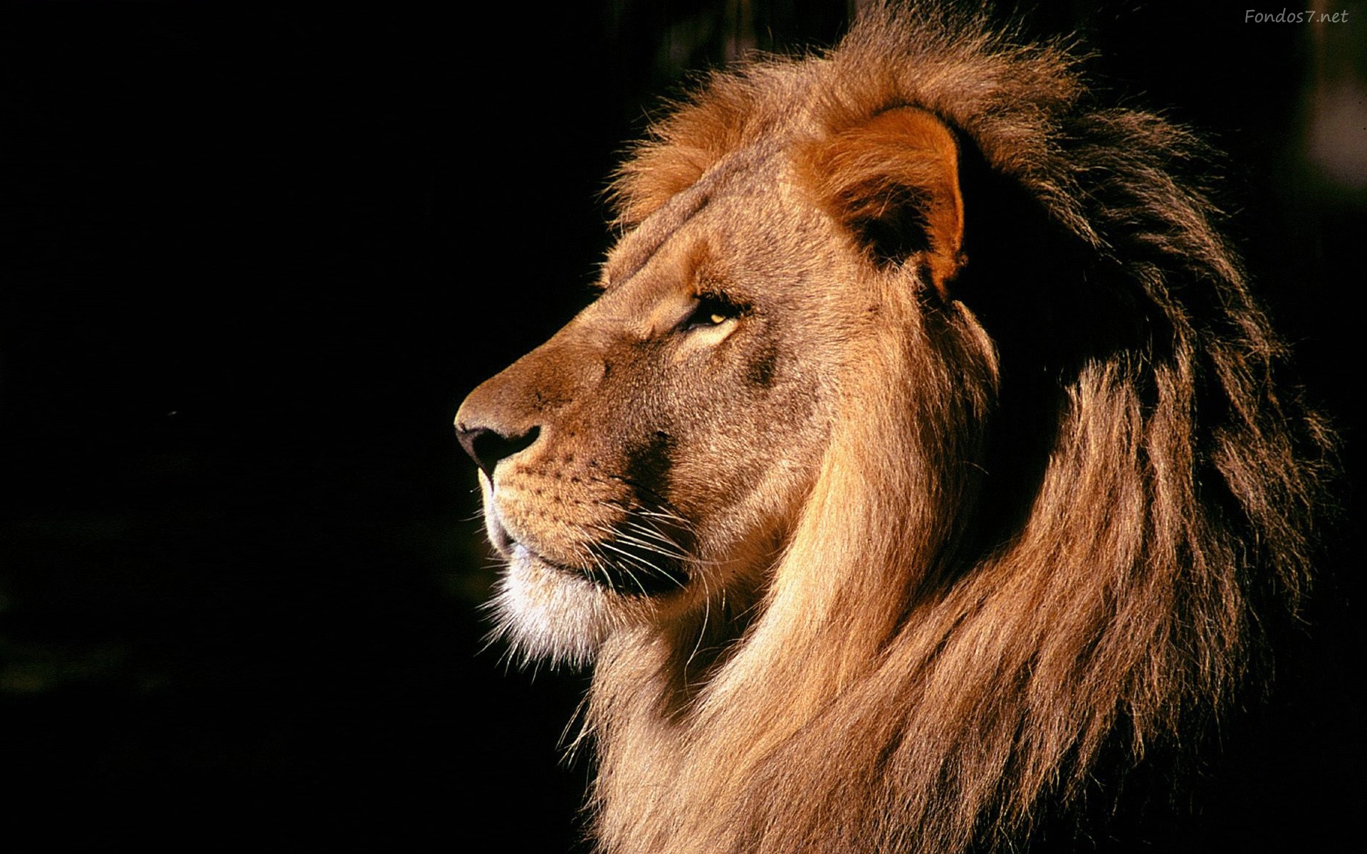 Wutend Lowe Hd Wallpaper Lowe Haar Felidae Grosse Katzen Tierwelt 627840 Wallpaperuse