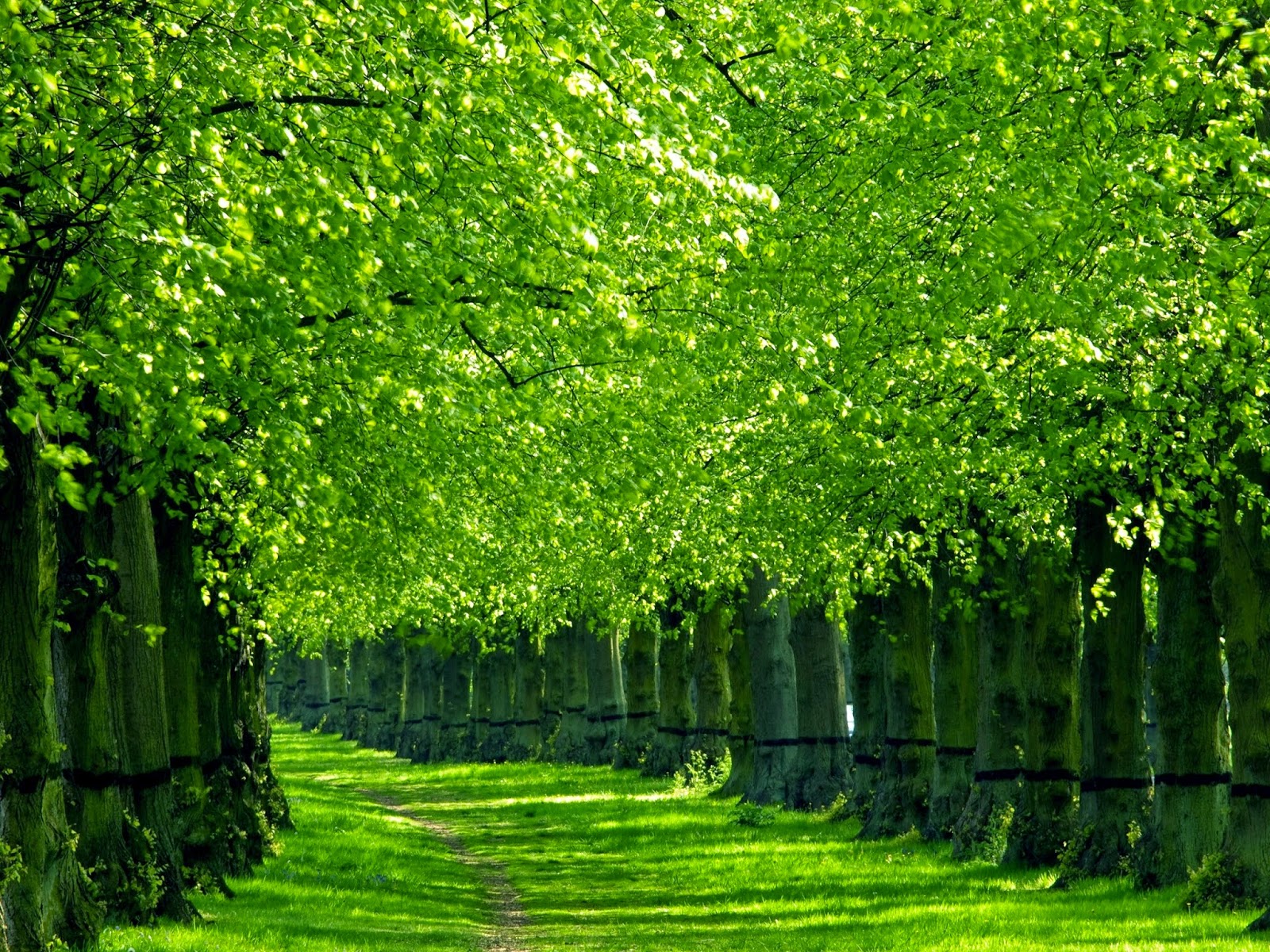 fondos tapete hd,grün,baum,natur,natürliche landschaft,pflanze