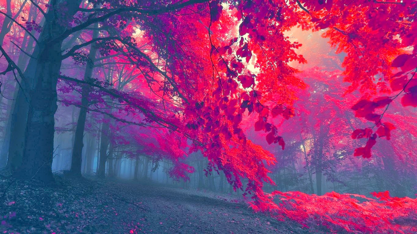画像hd壁紙,赤,木,空,ピンク,森林