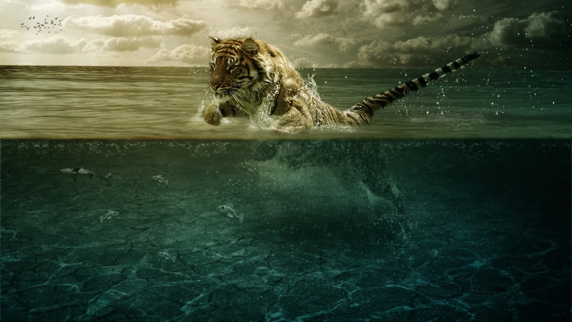1080 fond d'écran full hd,félidés,tigre du bengale,gros chats,faune,l'eau