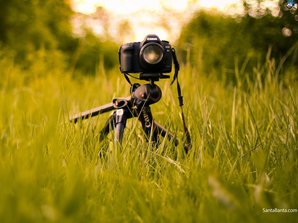 5d fonds d'écran hd,herbe,caméra,macro photographie,la photographie,jaune