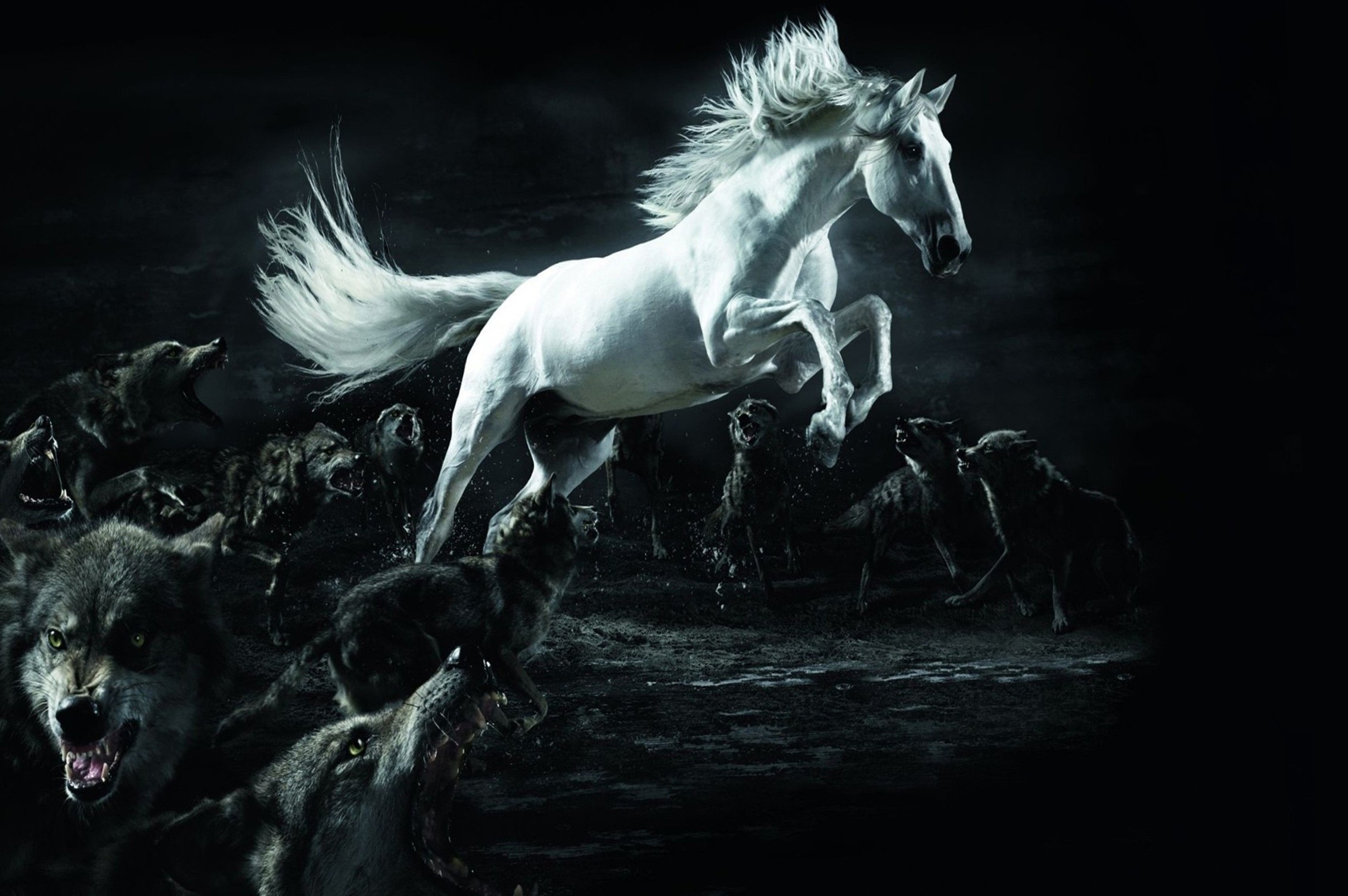 fondo de pantalla inteligente hd,caballo,oscuridad,en blanco y negro,semental,personaje de ficción
