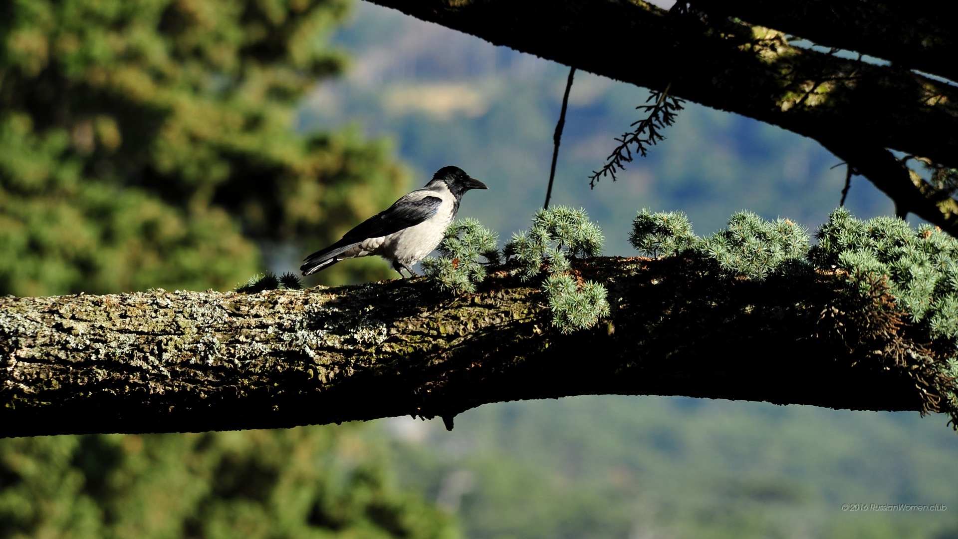 baixar tapeten hd,vogel,blatt,tierwelt,baum,fliegenfänger der alten welt