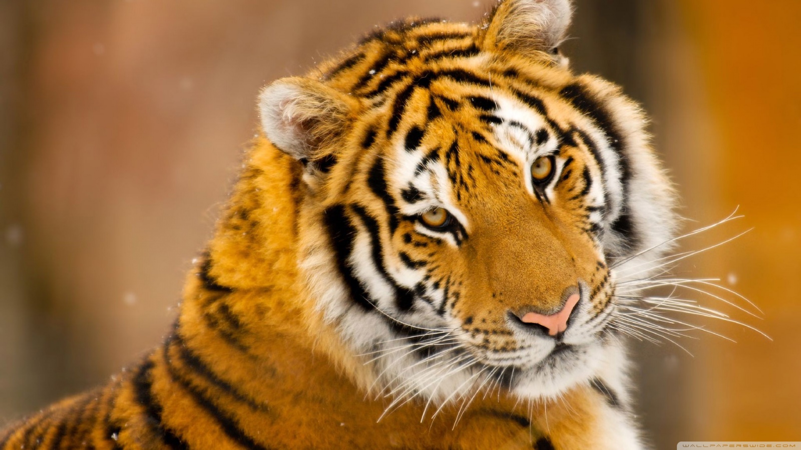 sfondi baixar hd,tigre,natura,animale terrestre,tigre del bengala,tigre siberiana