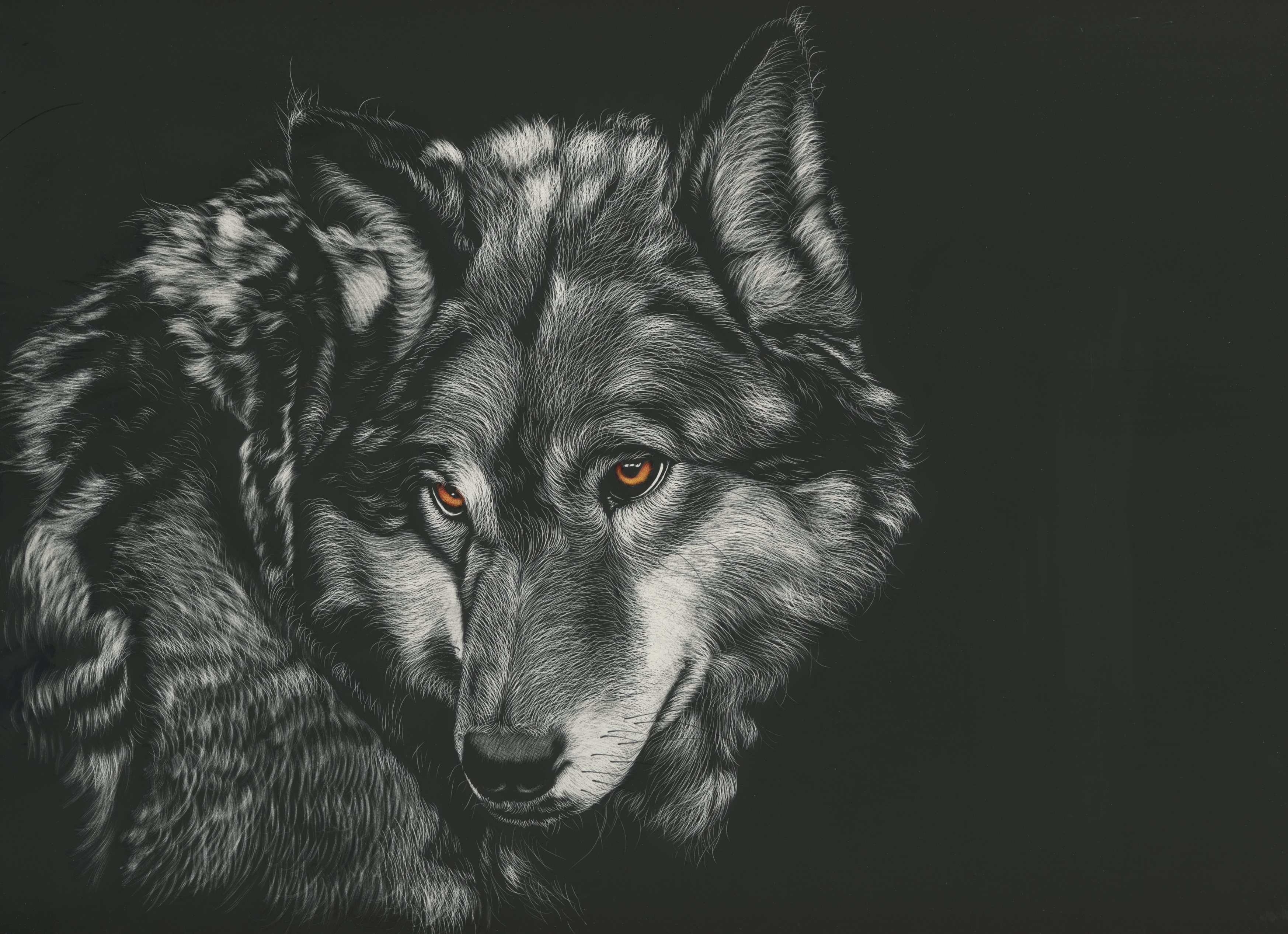 baixar壁紙hd,狼,野生動物,お絵かき,狼犬,黒と白