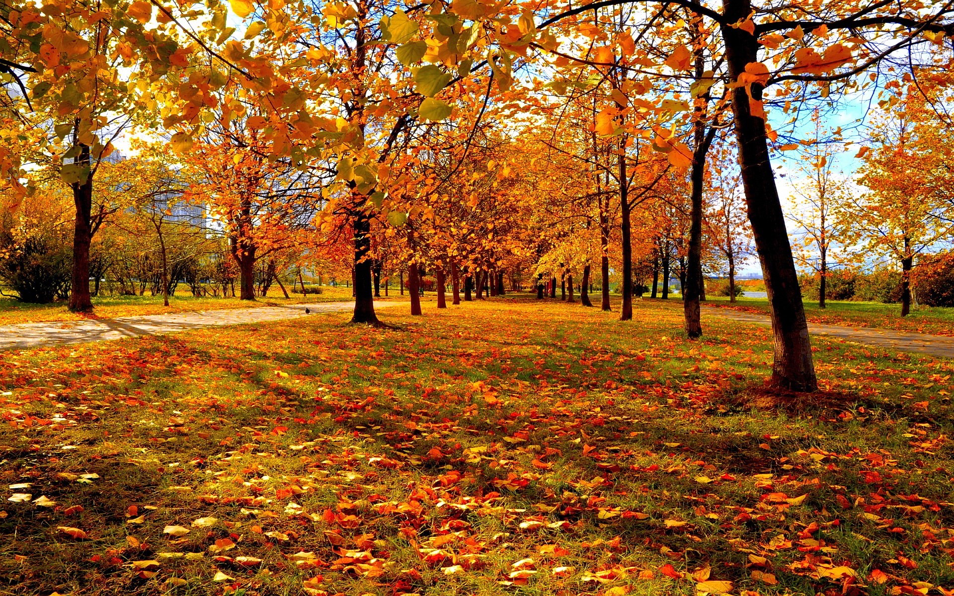 1080x1920 hd 배경 화면 팩,나무,자연 경관,잎,자연,가을