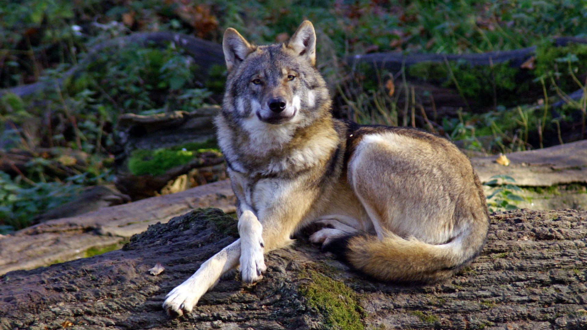 pacchetto di sfondi hd 1080x1920,natura,lupo,cane lupo,cane lupo saarloos,cane tamaskan