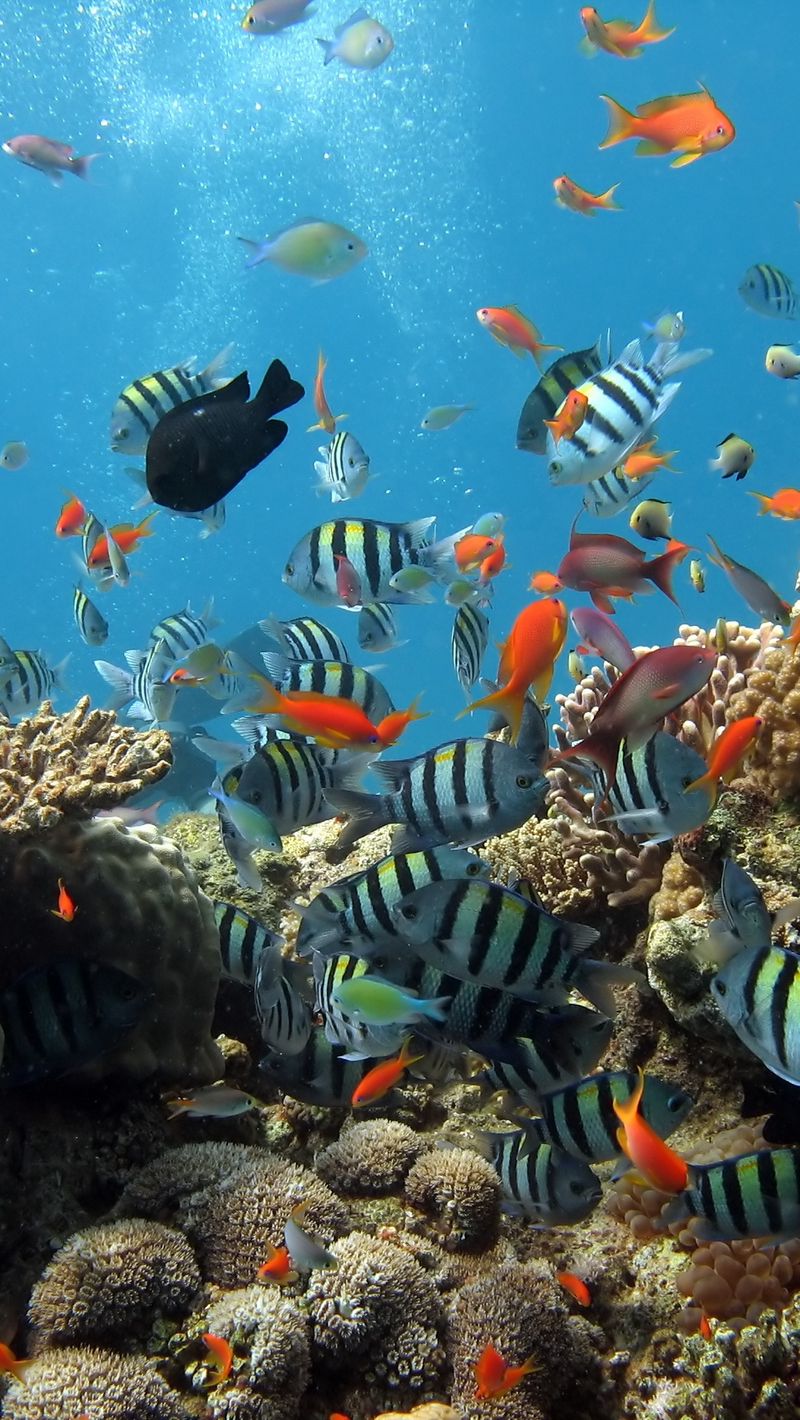 Iphone 5s Hd壁紙1080p 水中 サンゴ礁の魚 サンゴ礁 海洋生物学 リーフ Wallpaperuse