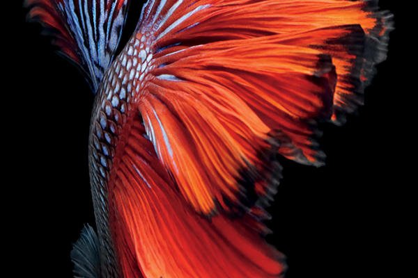iphone 6s wallpaper hd 1080p,red,orange,wing,feather,organism