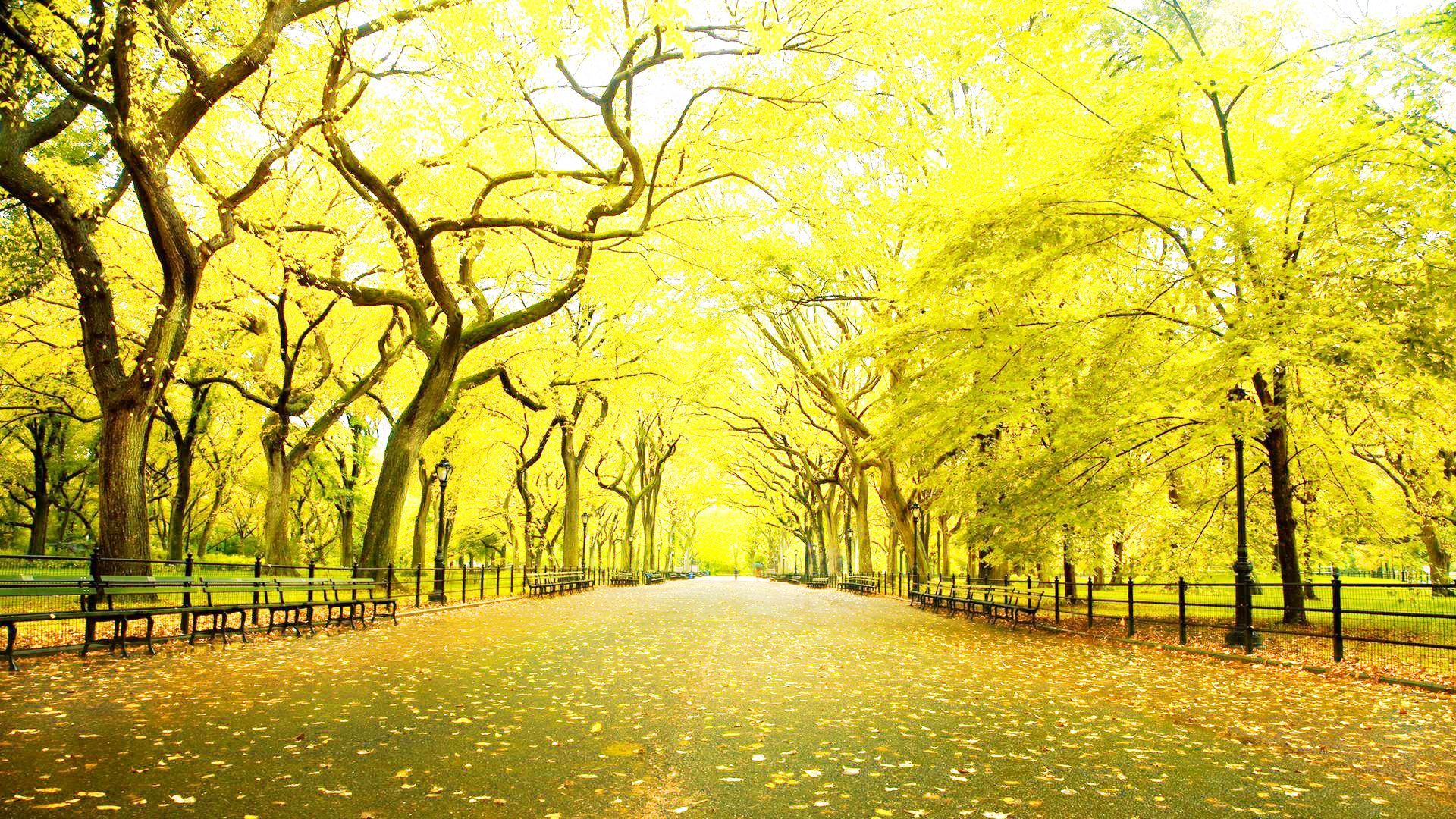 bellissimi sfondi full hd 1080p wallpaper,paesaggio naturale,albero,natura,giallo,verde