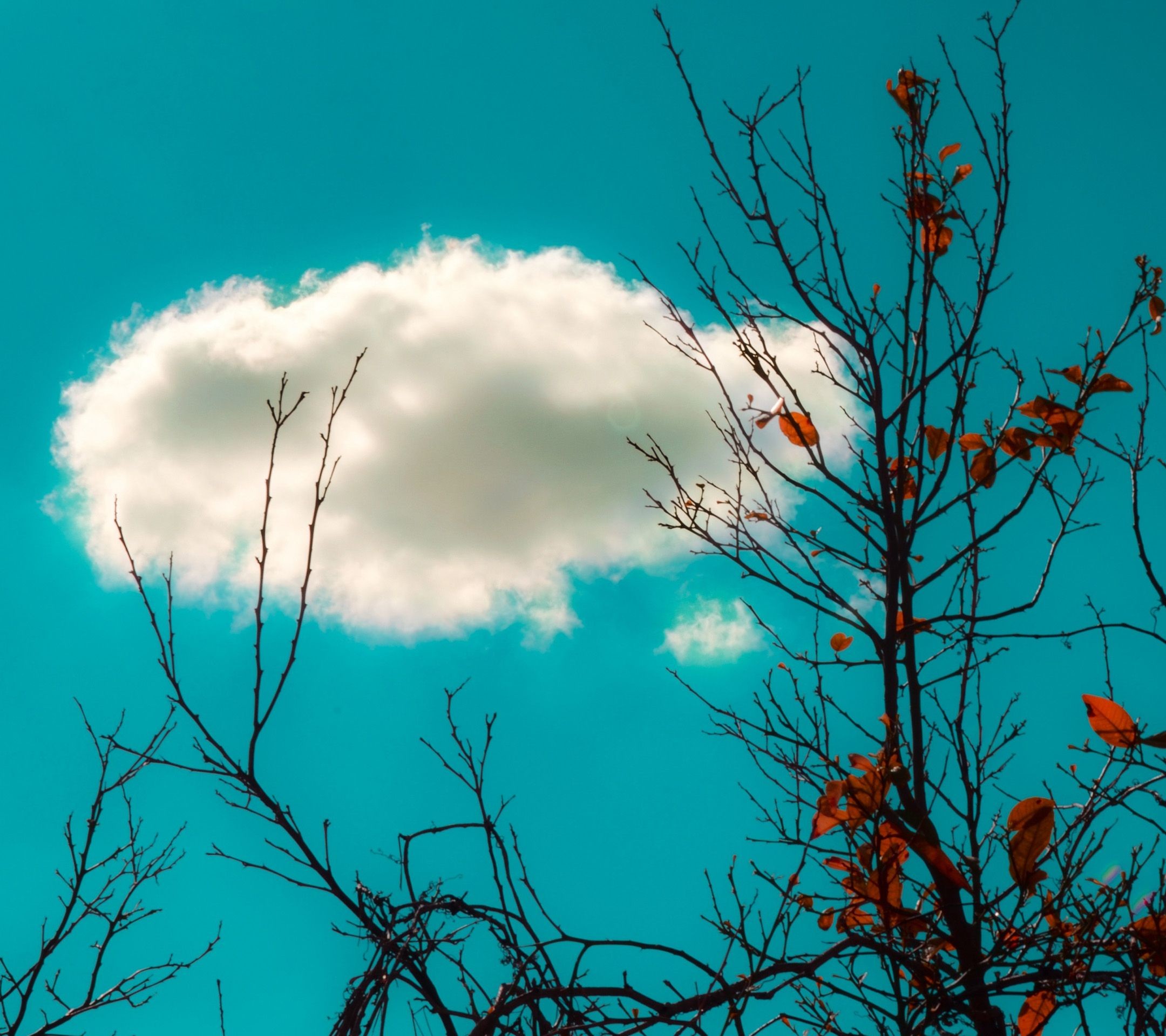 s4 wallpaper hd,sky,blue,branch,nature,tree