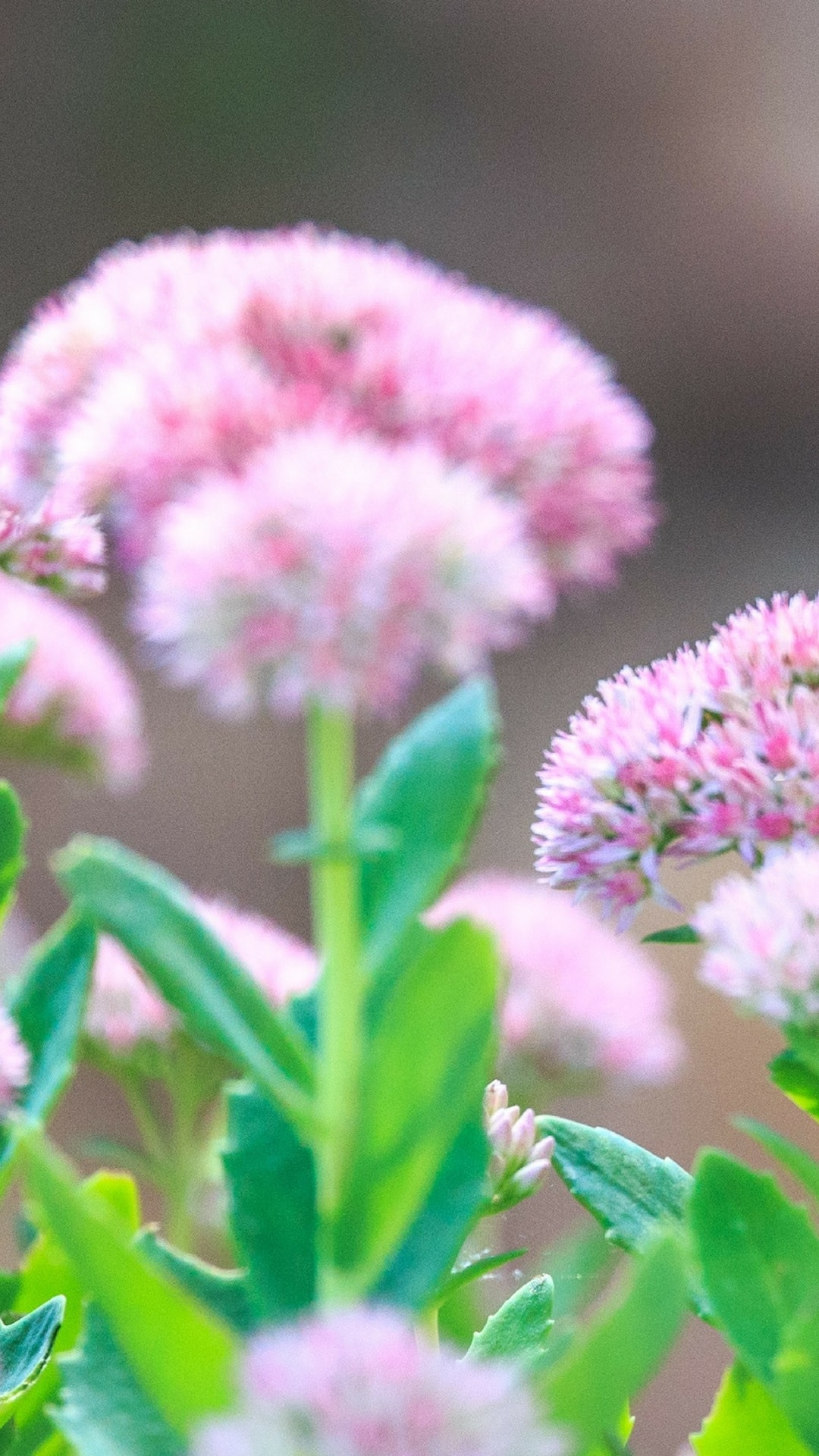 モバイル用の素晴らしい壁紙hd,花,開花植物,ピンク,工場,花弁