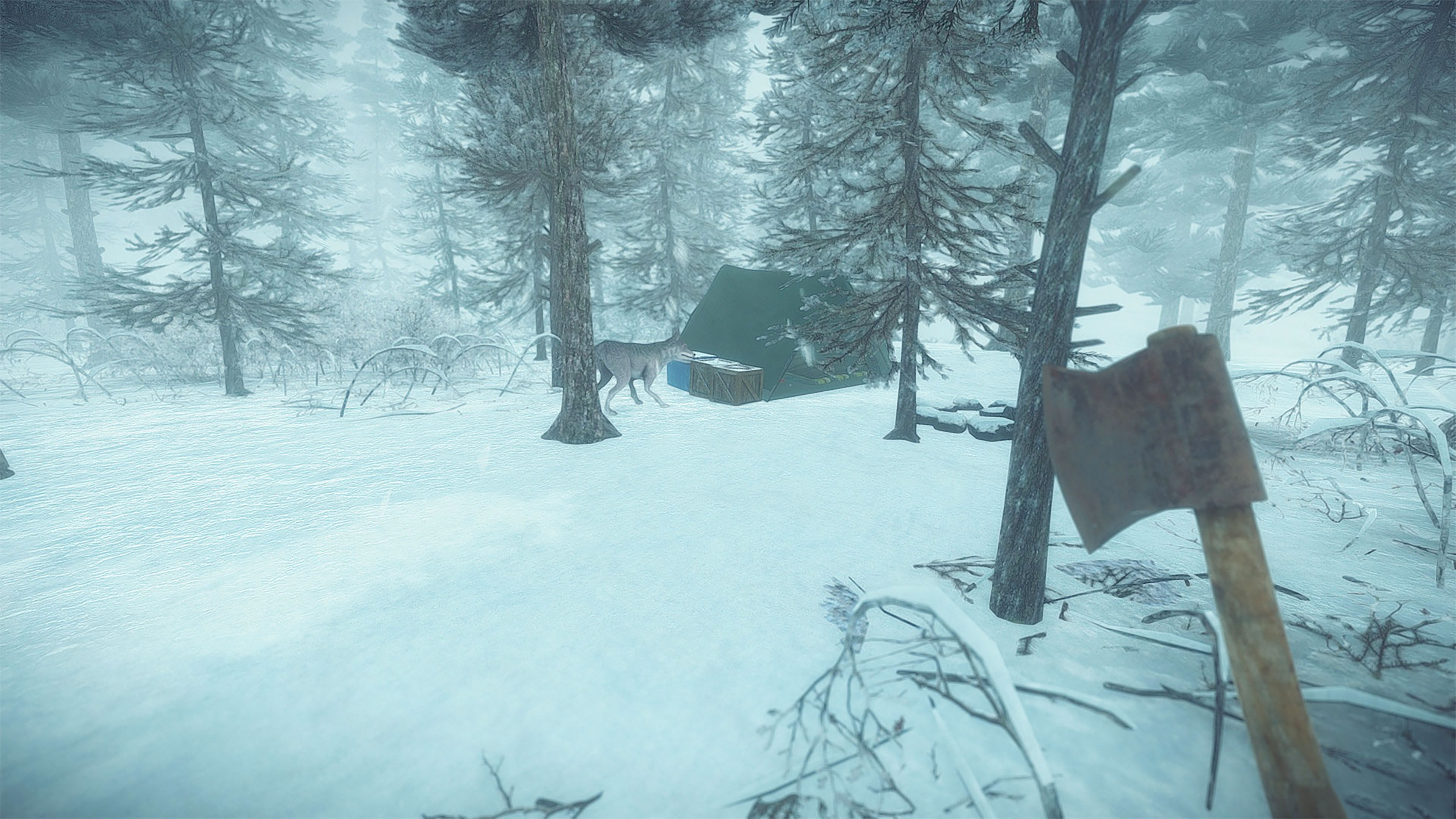 fondo de pantalla indir,nieve,invierno,naturaleza,árbol,congelación