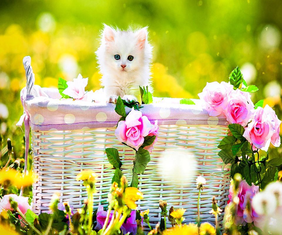 nice wallpapers download for mobile,cat,small to medium sized cats,felidae,spring,kitten