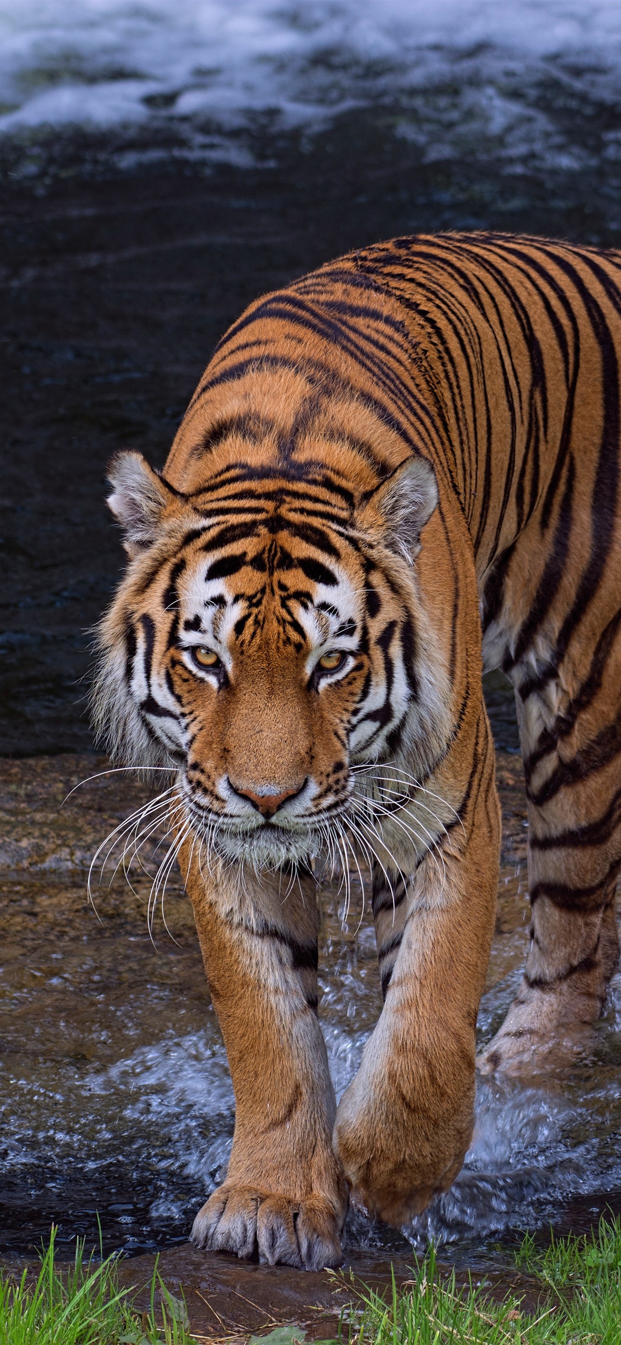 free download beautiful wallpapers for mobile phones,tiger,mammal,wildlife,vertebrate,bengal tiger