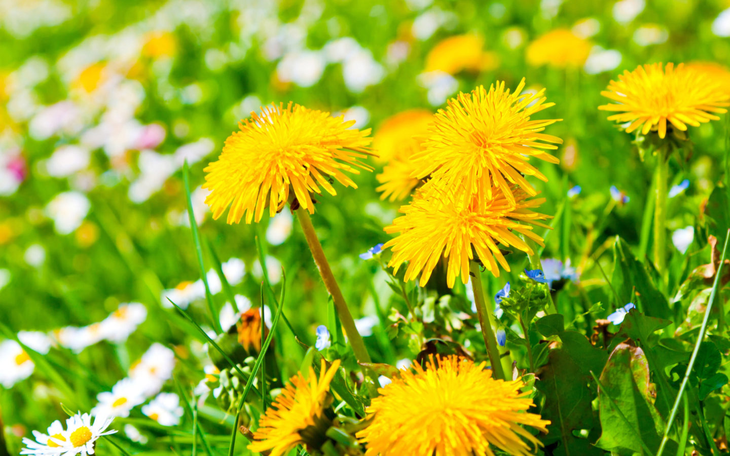 kostenloser download schöne hintergrundbilder für handys,blume,blühende pflanze,löwenzahn,pflanze,löwenzahn