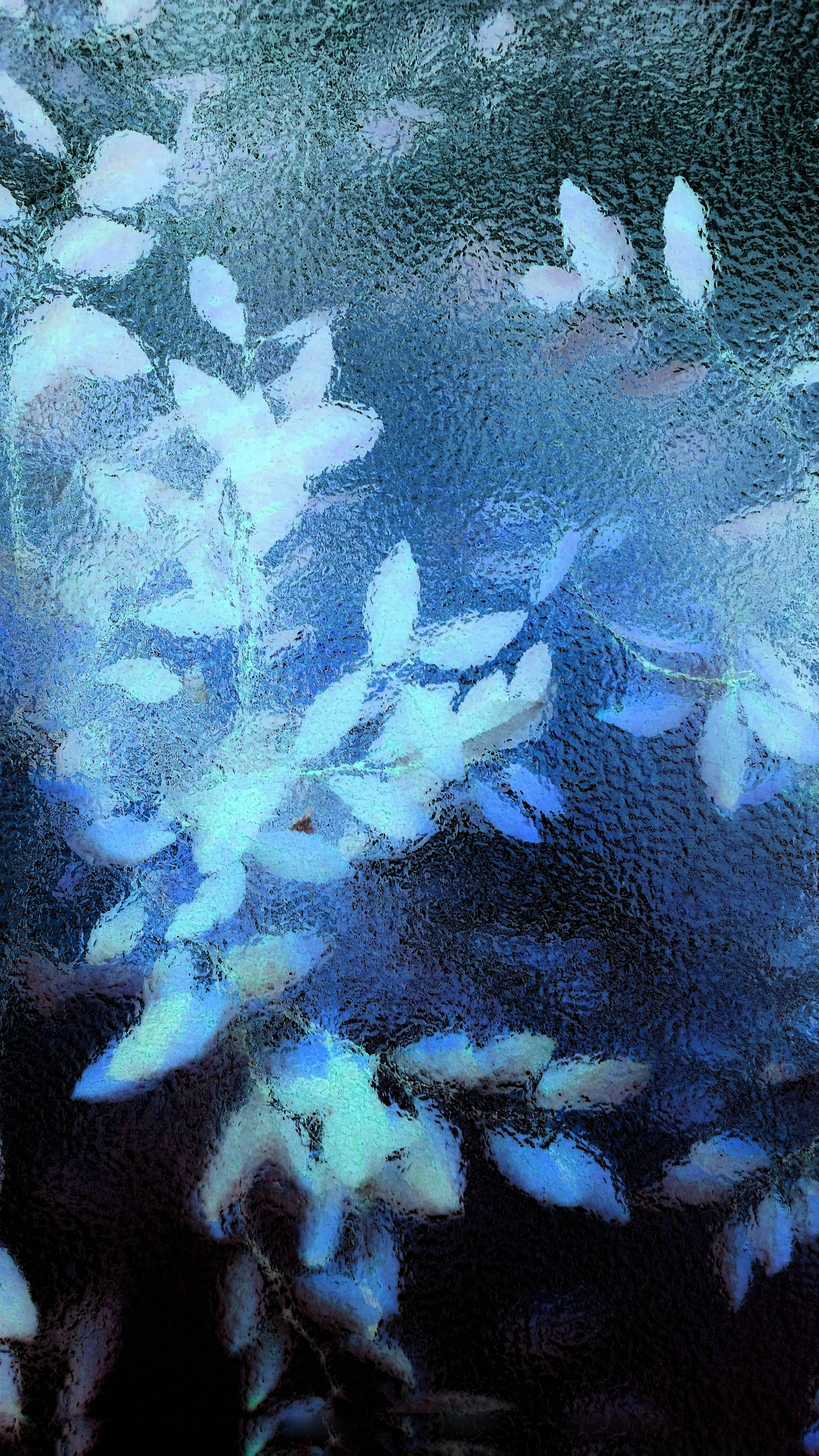 images pour fond d'écran sur téléphone,bleu,aqua,arbre,bleu électrique,plante
