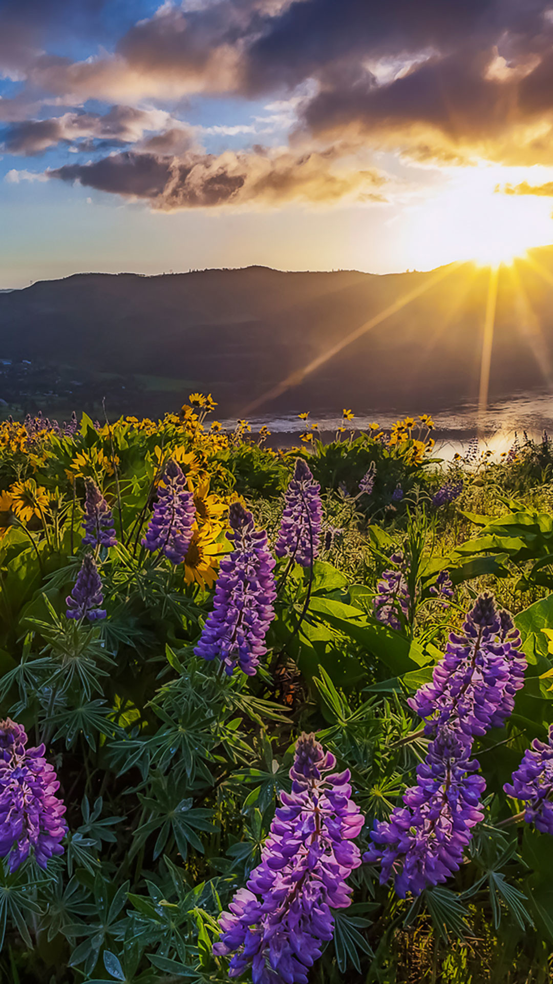 mobile screen wallpaper hd,nature,flower,natural landscape,lavender,wilderness