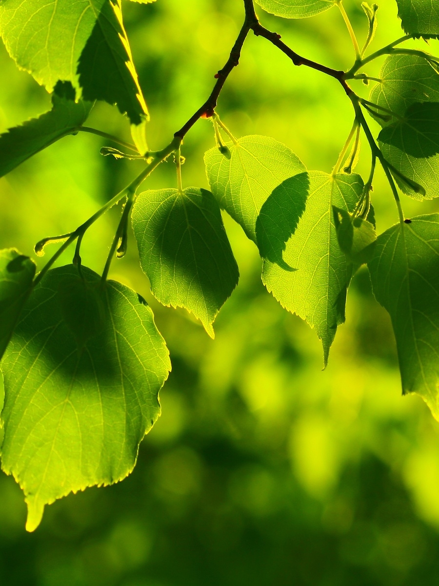 hintergrundbild für handy,grün,blatt,baum,natur,pflanze