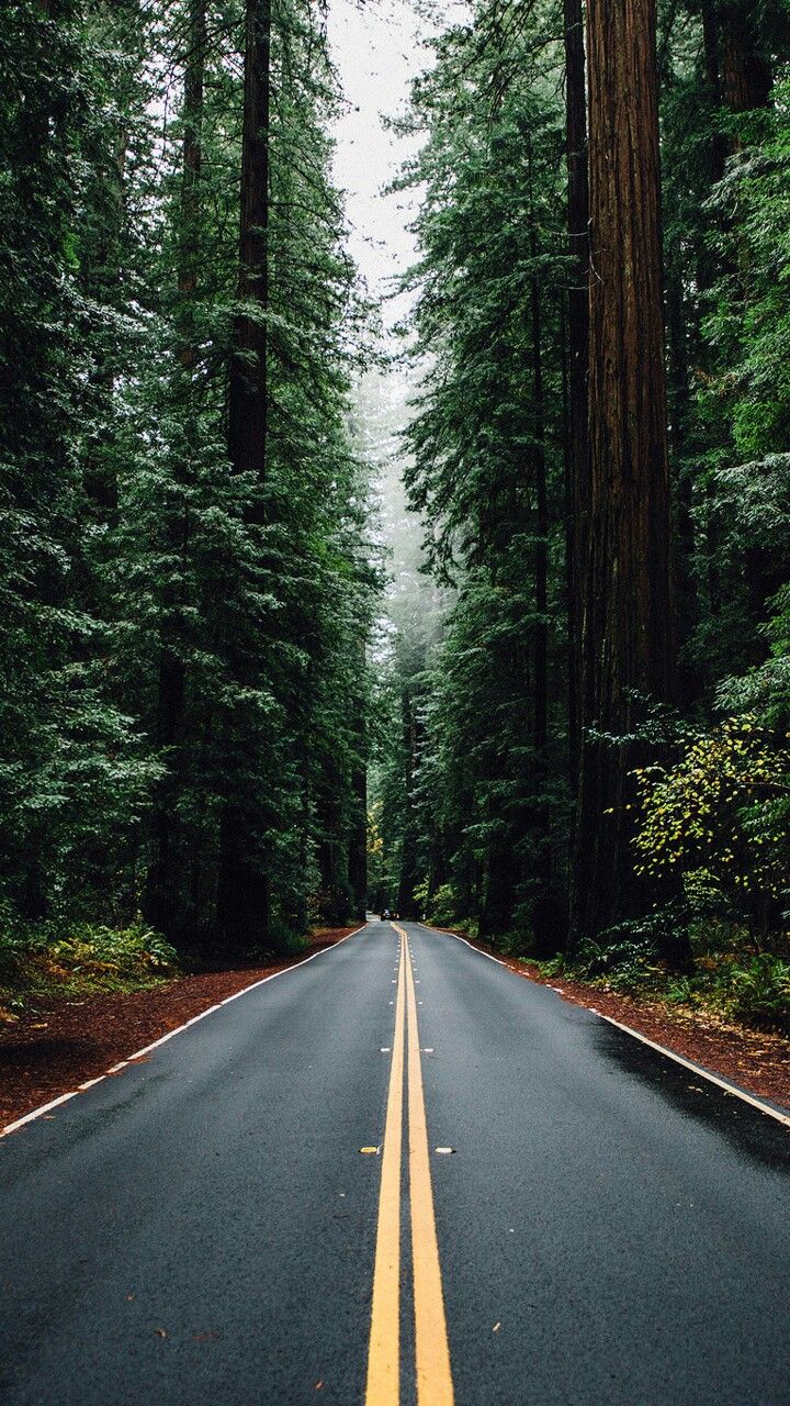 wallpaper mobile wallpaper,road,tree,bigtree,nature,forest