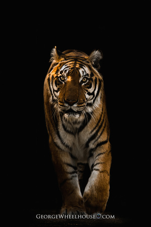 fond d'écran gratuit pour smartphone,tigre,tigre du bengale,faune,félidés,tigre de sibérie