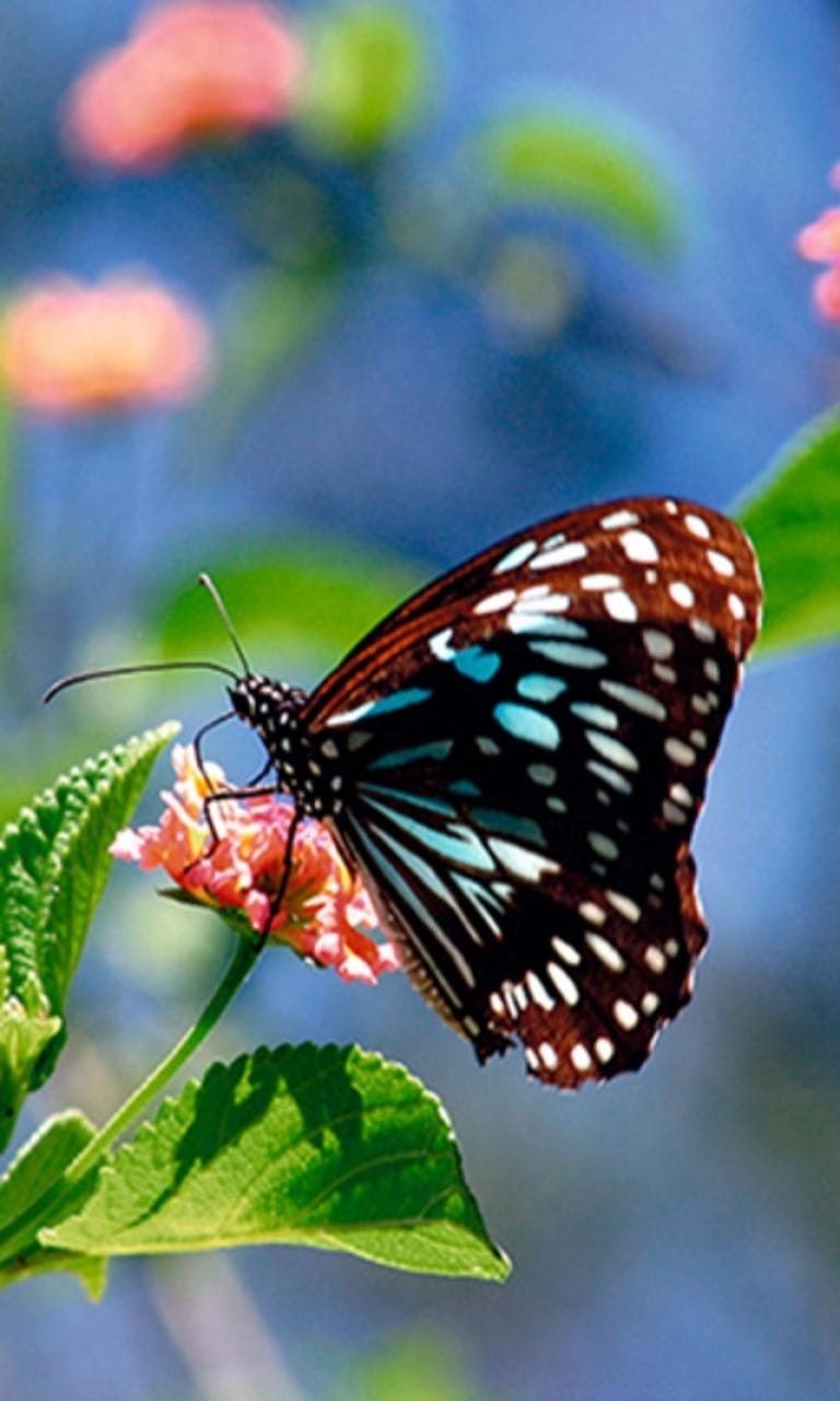 fond d'écran économiseur d'écran mobile,papillons et papillons,papillon,insecte,invertébré,papillon aux pieds brosse