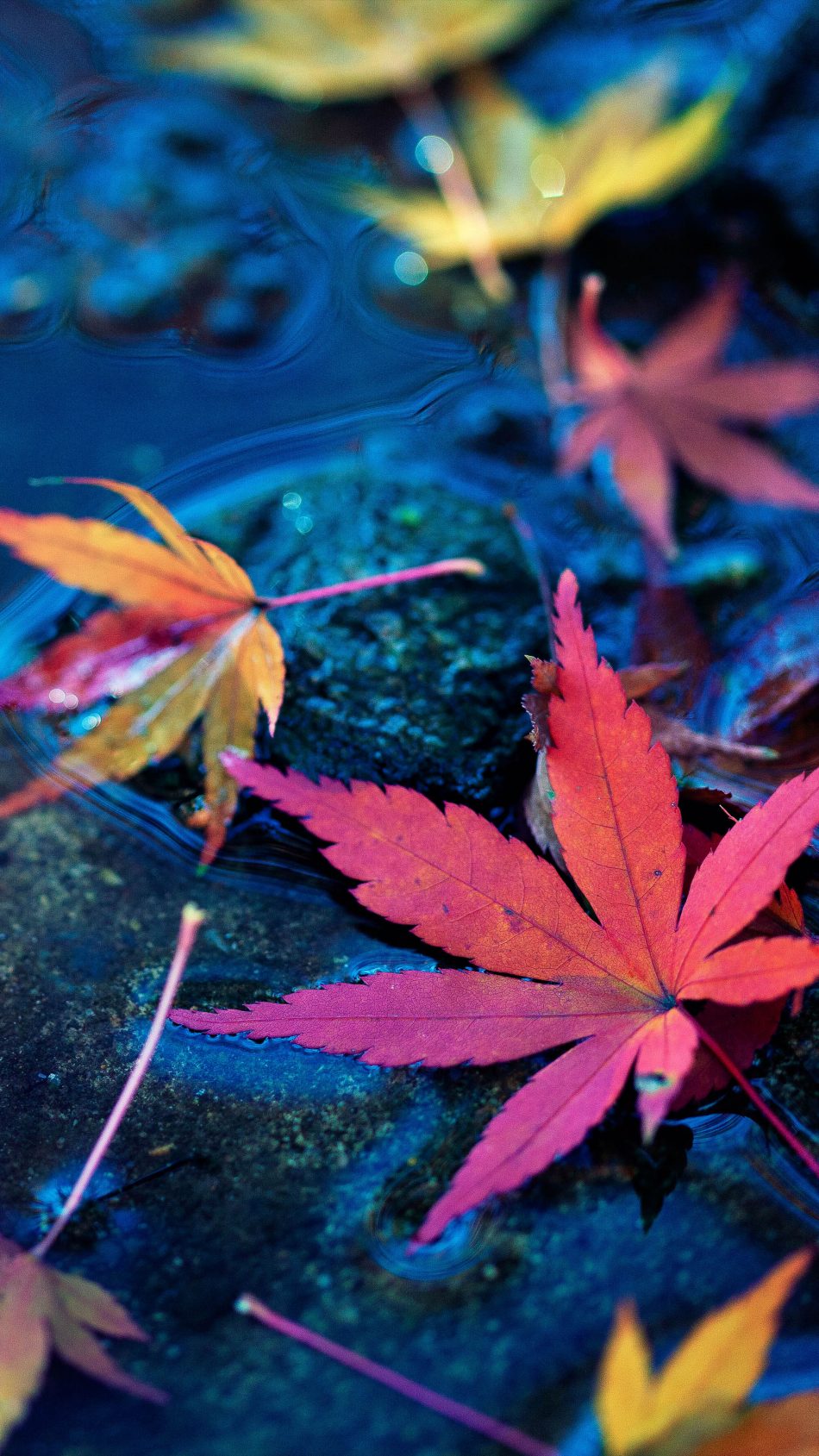 mobile screensaver wallpaper,leaf,tree,red,plant,maple leaf