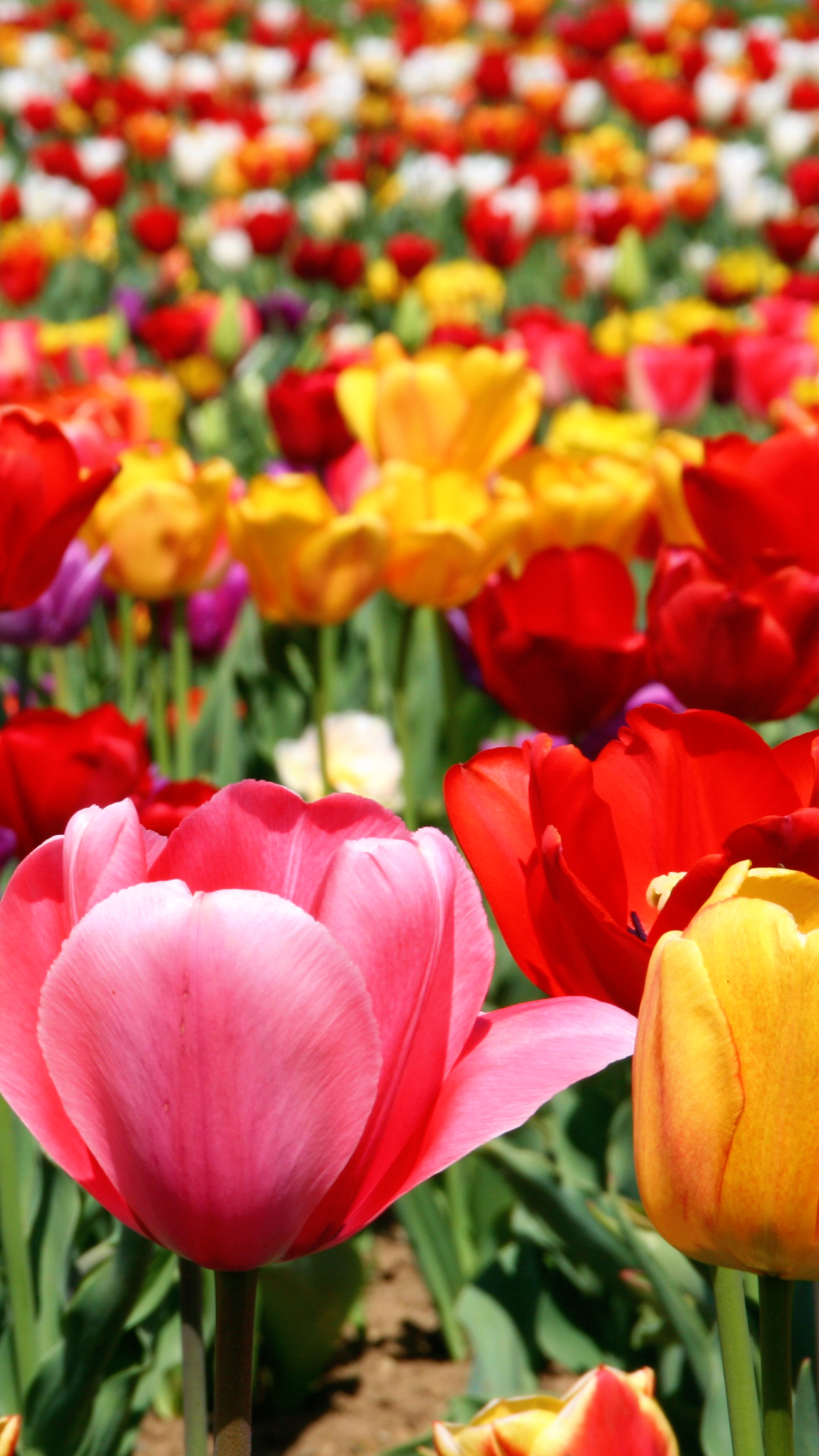 携帯壁紙写真,花,開花植物,花弁,チューリップ,工場