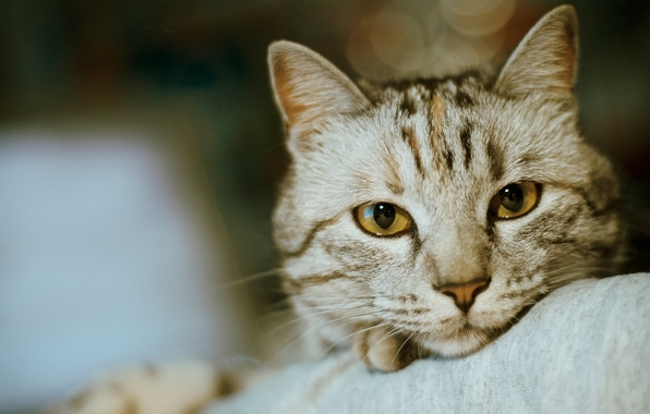 fondo de pantalla móvil,gato,bigotes,gatos pequeños a medianos,felidae,pelo corto europeo