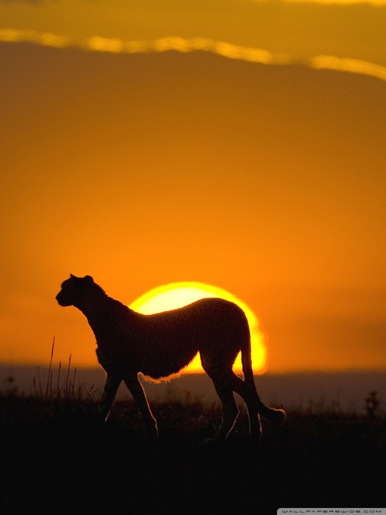 mobile wallpaper photo,sky,whippet,wildlife,silhouette,morning