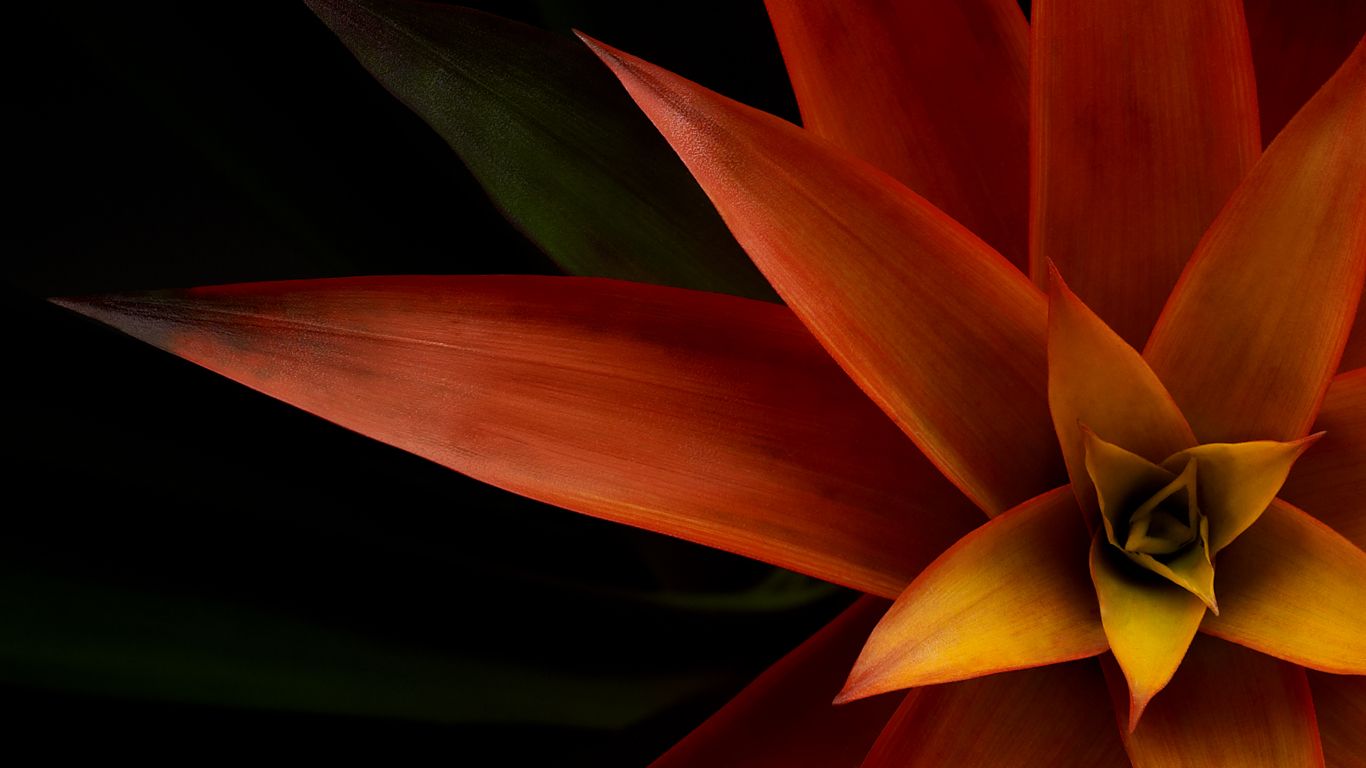 델 배경 화면 1366x768,주황색,빨간,노랑,꽃,꽃잎
