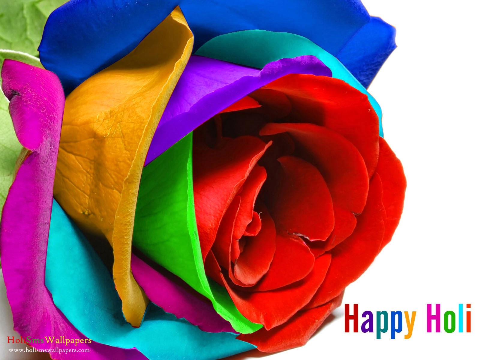 latest holi wallpaper,rose,rainbow rose,flower,petal,garden roses