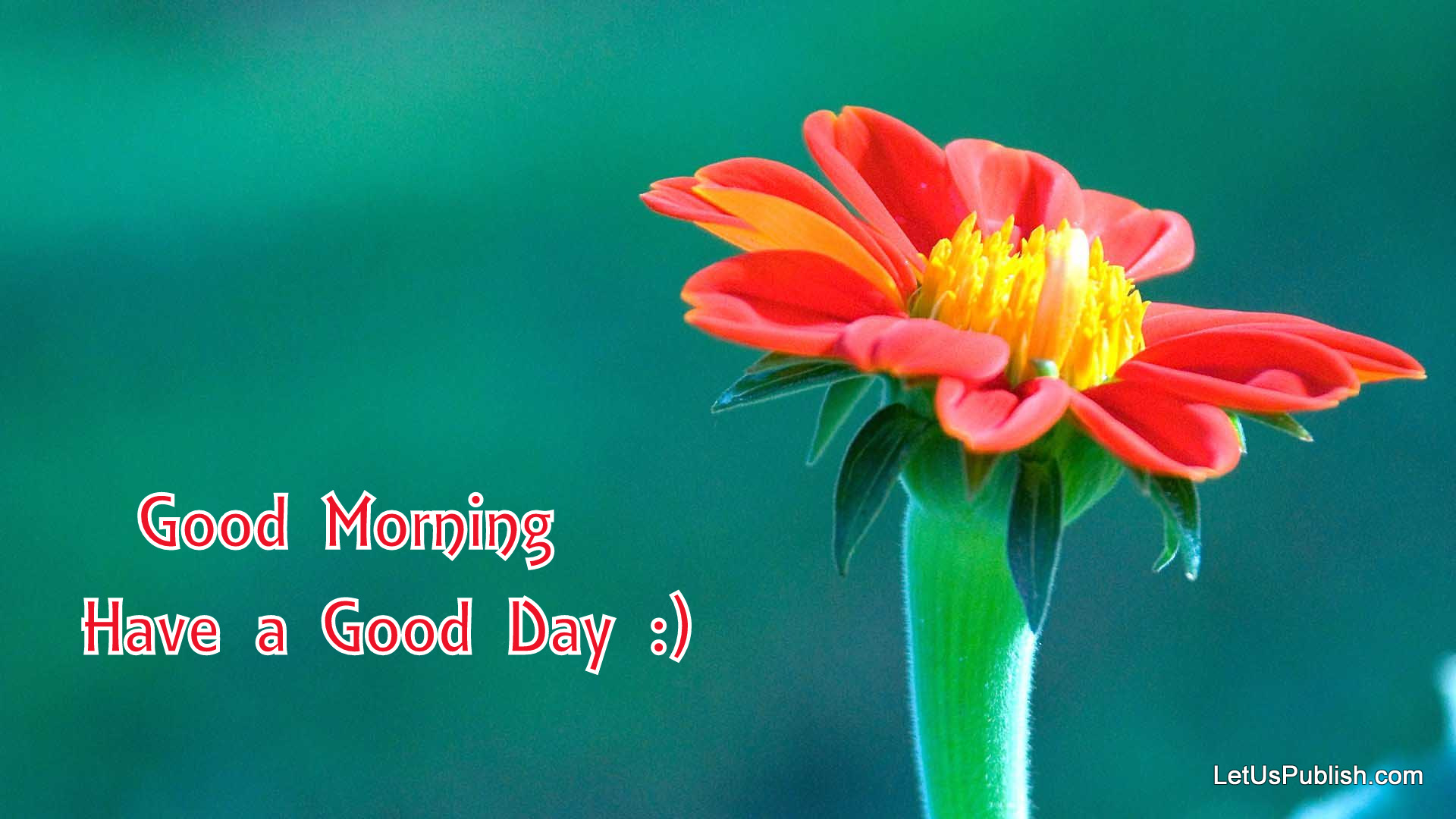 Cute Good Morning Flower Wallpaper Flower Good Morning Hd Wallpaper Download WallpaperUse