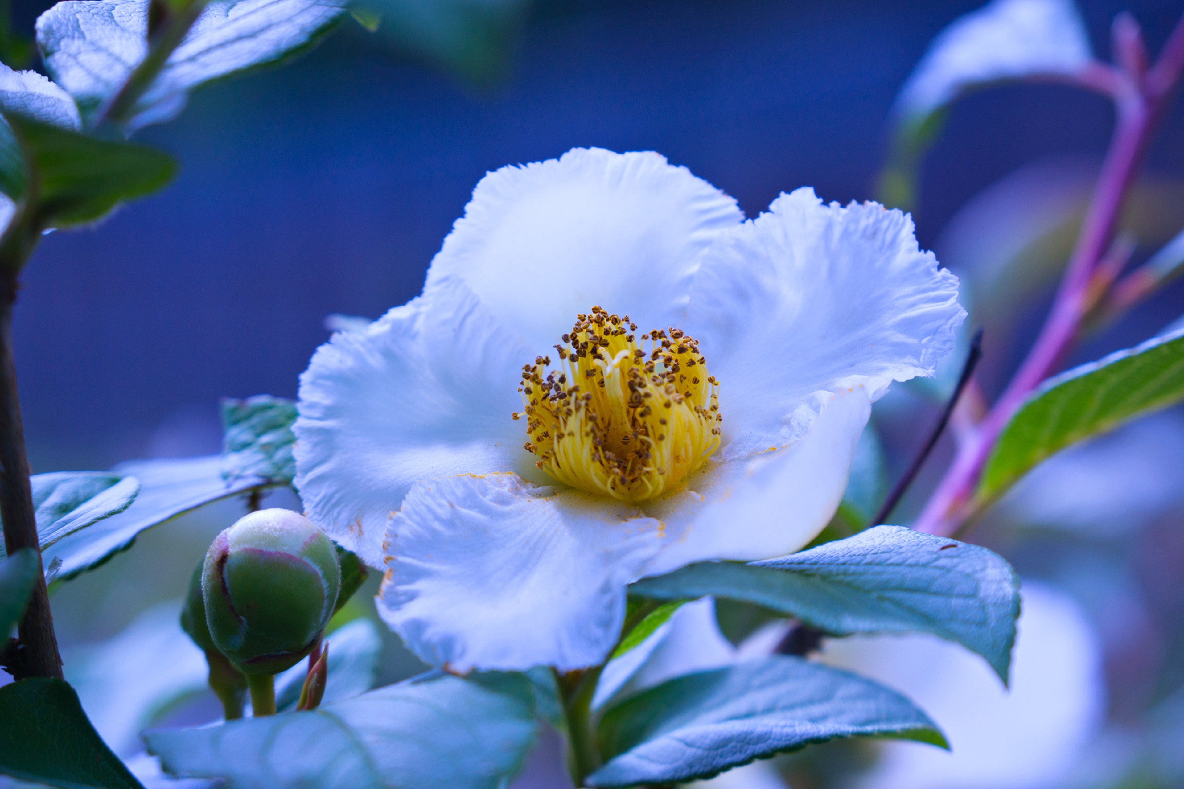 fondo de pantalla de alta calidad de alta definición para móviles,flor,planta floreciendo,pétalo,azul,planta