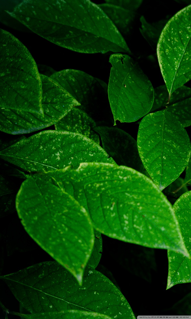 hd high quality wallpaper for mobile,leaf,green,flower,plant,flowering plant