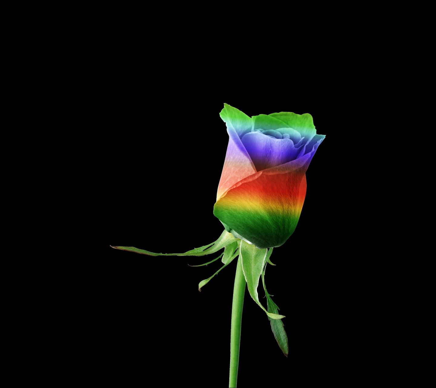 wallpaper for mobile phone free download,rainbow rose,flower,rose,rose family,plant