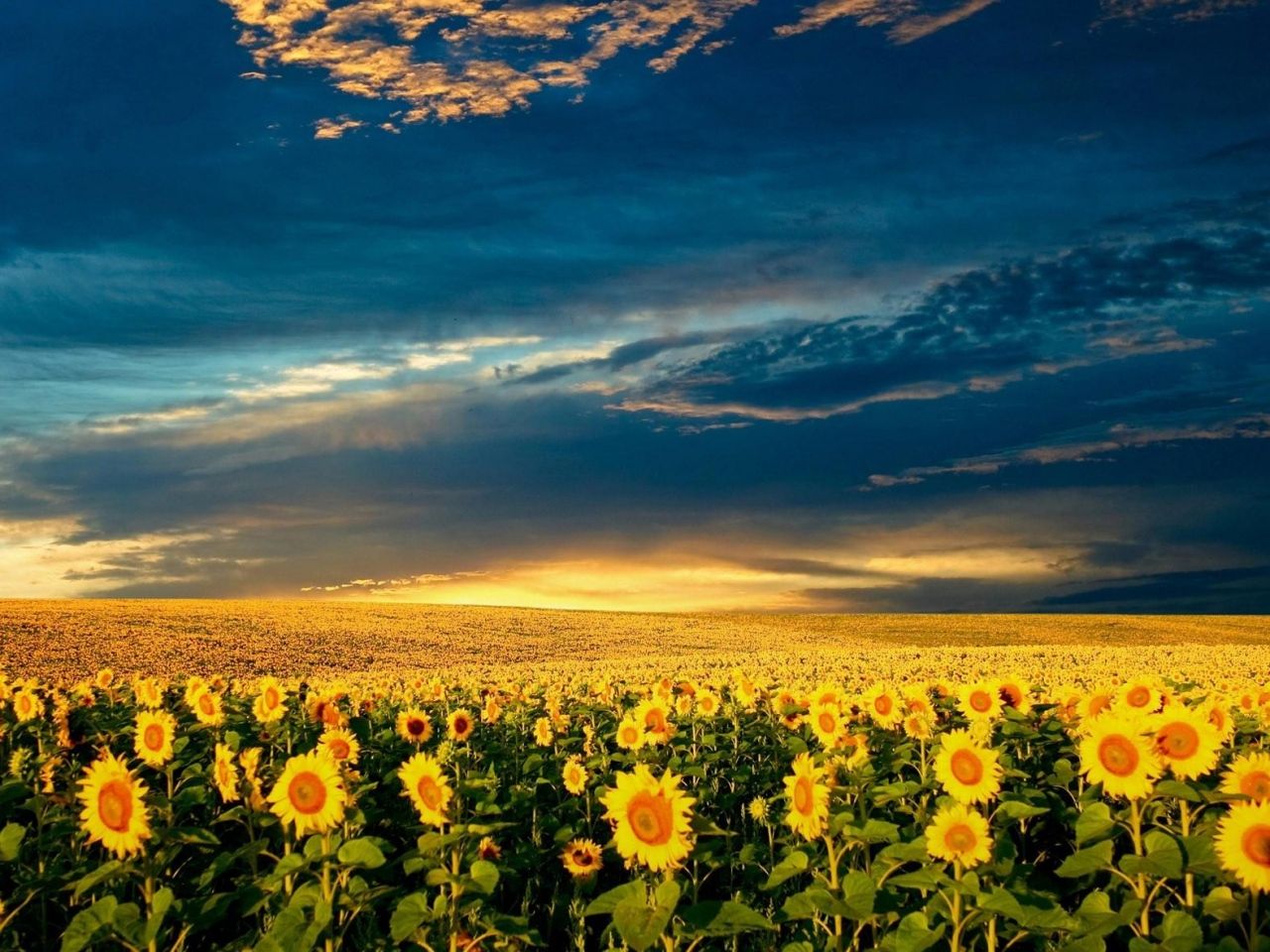 tapeten für telemovel,himmel,natur,natürliche landschaft,blume,feld