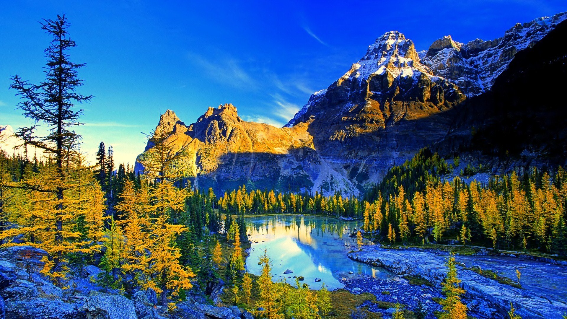 imágenes 4k fondo de pantalla,paisaje natural,naturaleza,alerce larix lyalliisubalpine,montaña,árbol