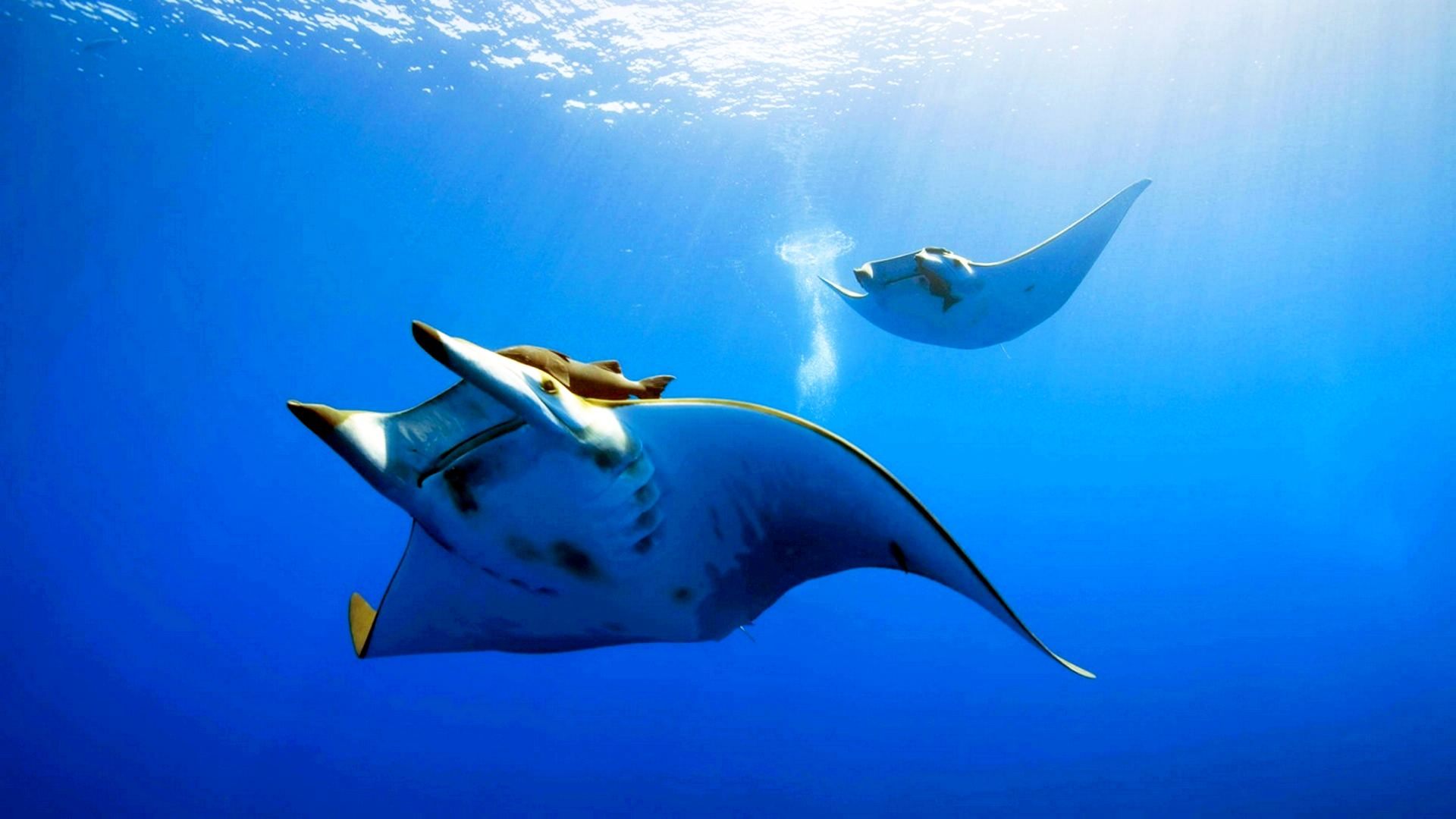 fundo wallpaper,manta ray,rays and skates,stingray,fish,fin