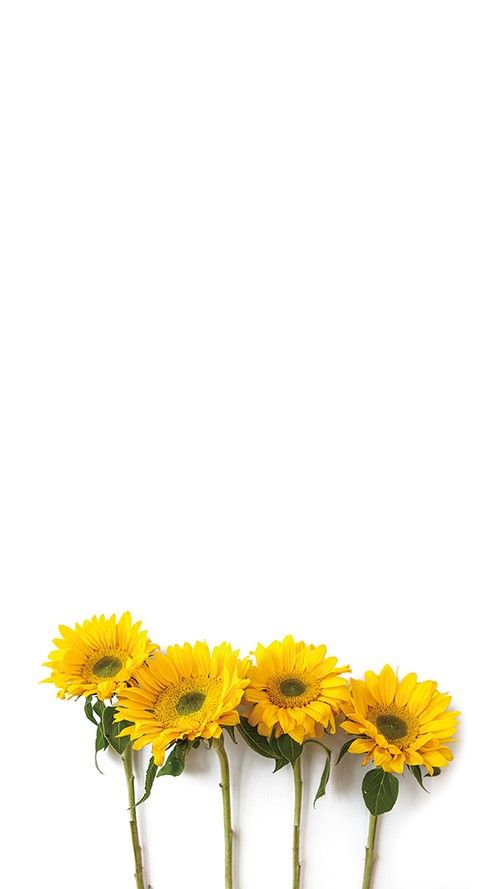 fundo wallpaper,flower,flowering plant,sunflower,yellow,gerbera